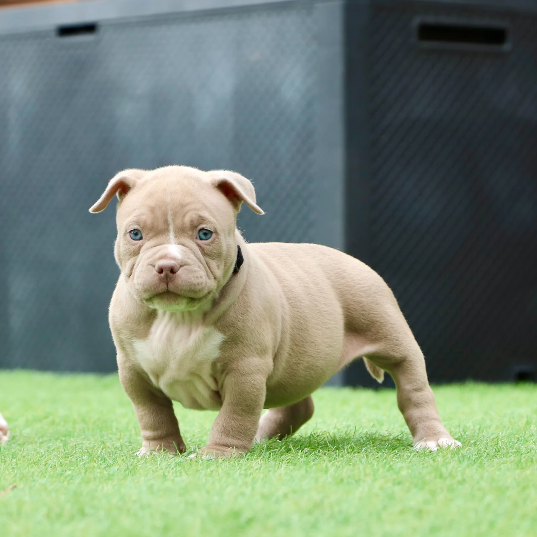 Jeune chiot American Bully Pocket au caractère joueur avec une belle construction.