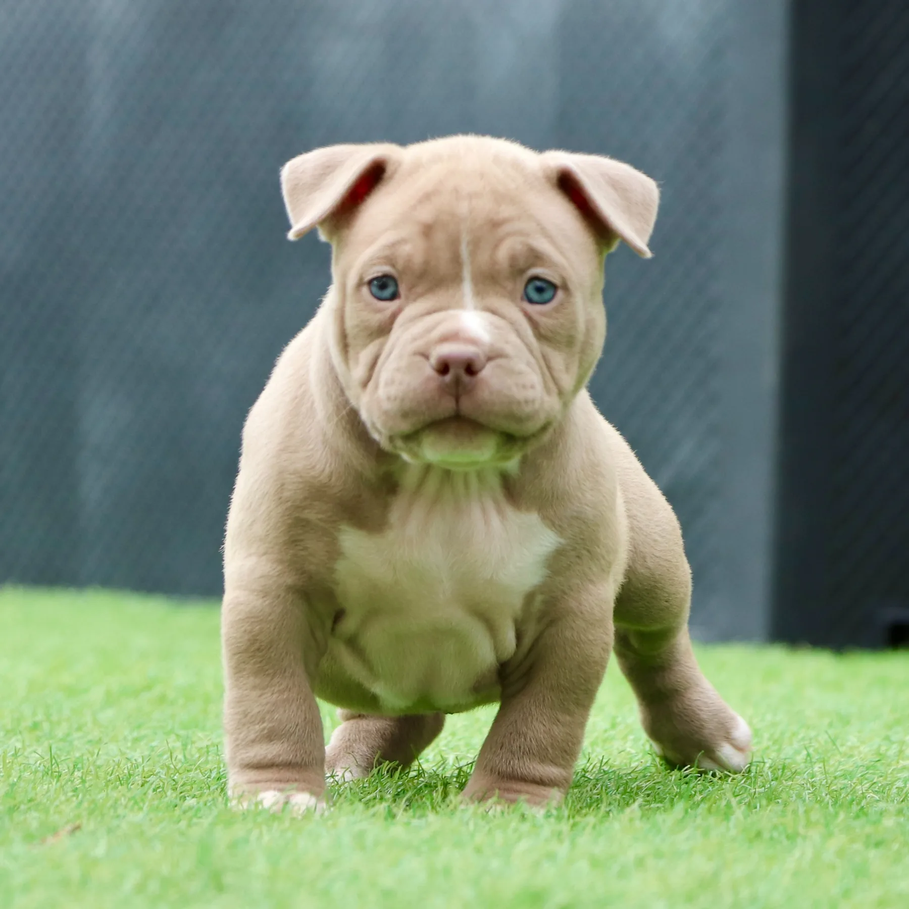 American Bully Pocket assis dans le jardin avec une belle expression et une structure compacte.