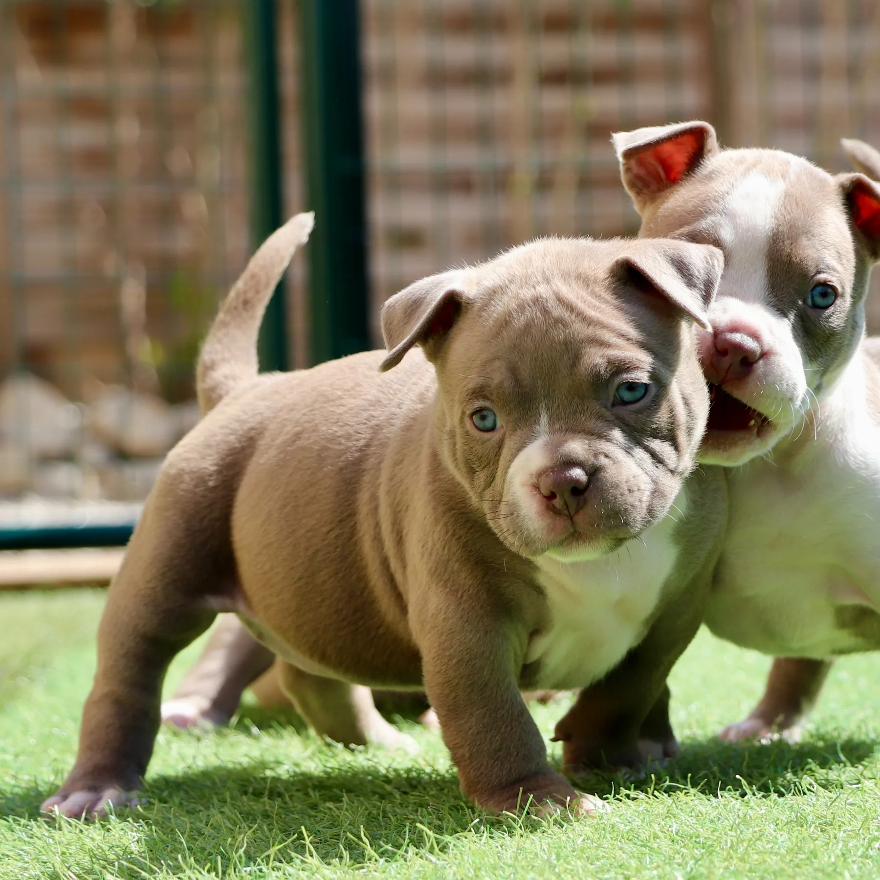 Magnifique chiot American Bully Pocket debout dans le jardin avec un type harmonieux.