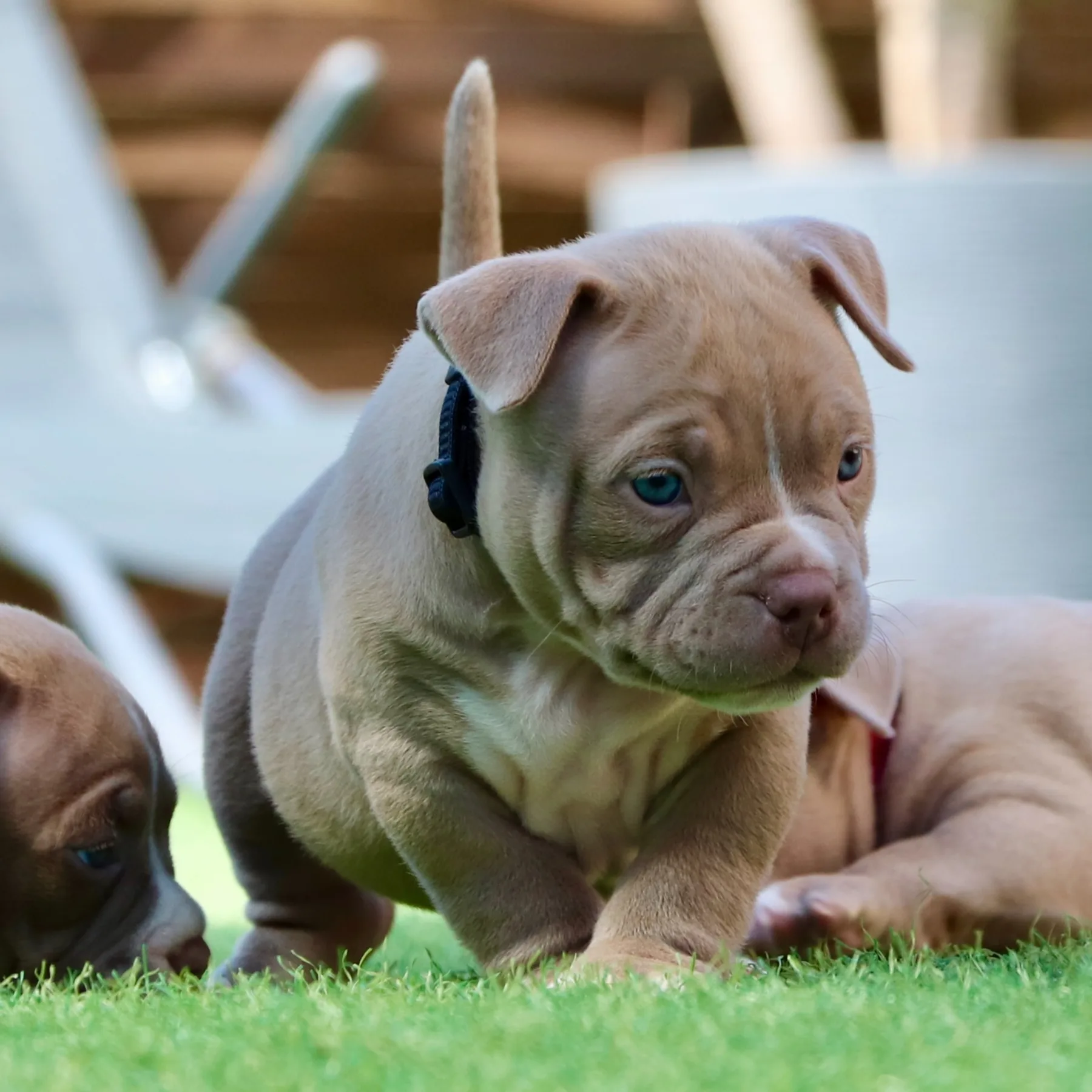 American Bully Pocket de 5 semaines avec une morphologie courte et musclée.