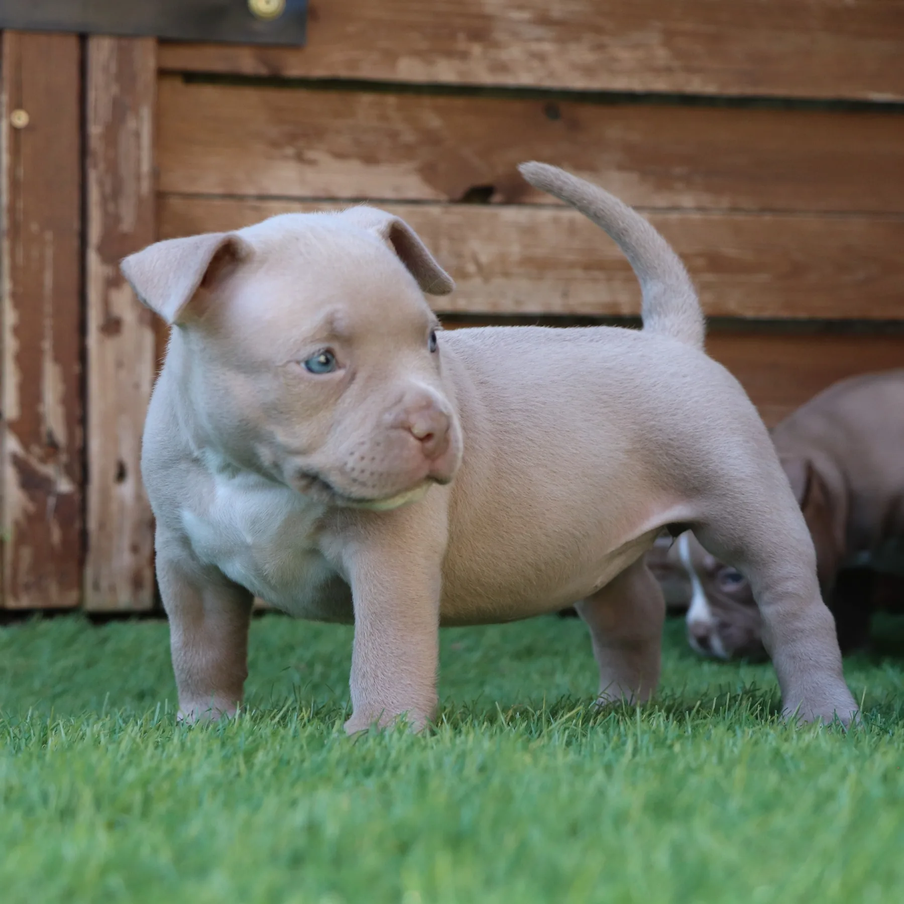 Chiot American Bully Pocket champagne avec une morphologie compacte dans le jardin.