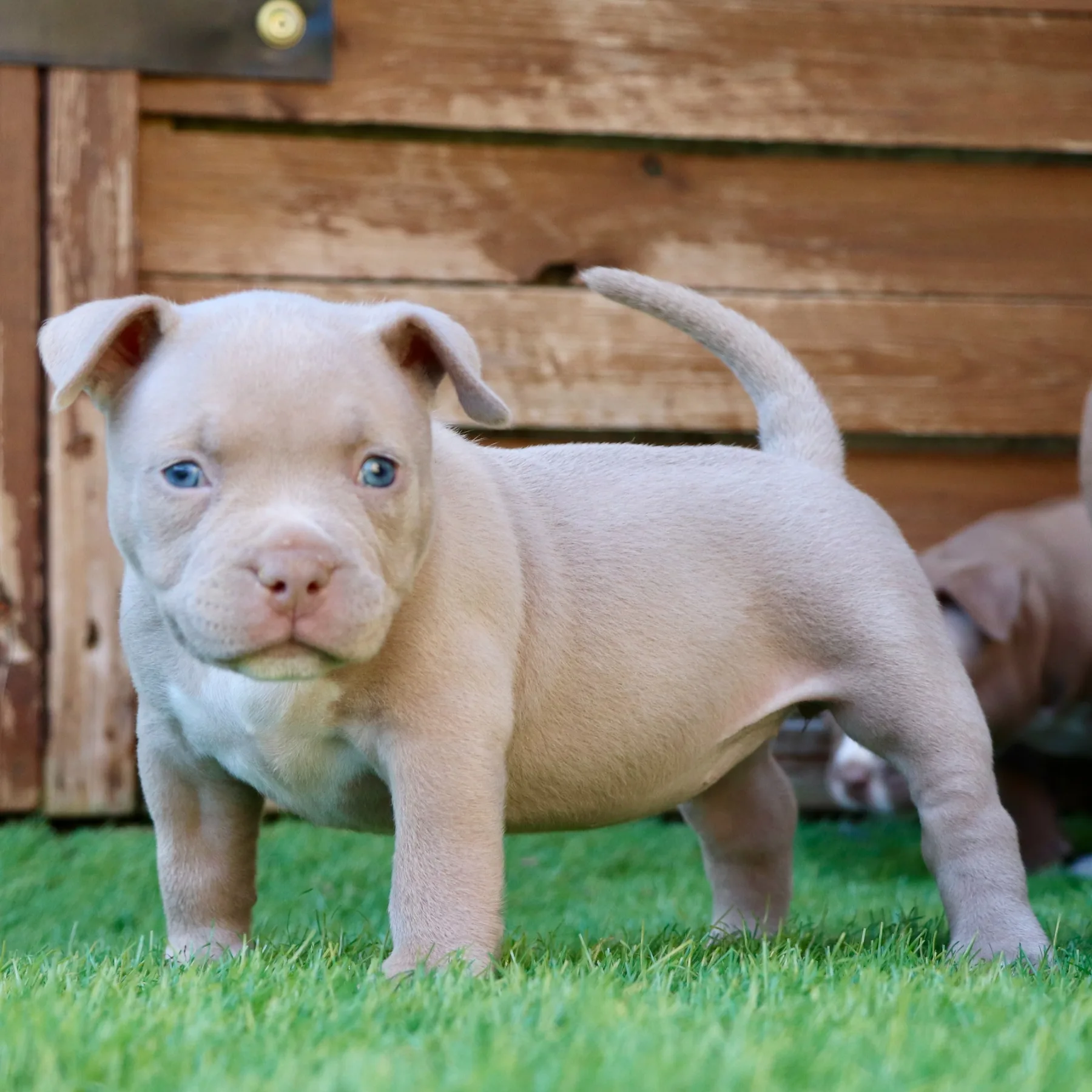 Jeune chiot American Bully Pocket issu de la lignée Grande Dali dans le jardin.