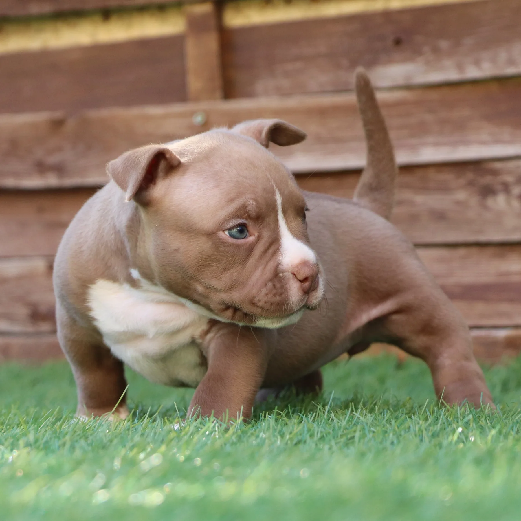 American Bully Pocket couleur chocolat avec une structure puissante et harmonieuse.