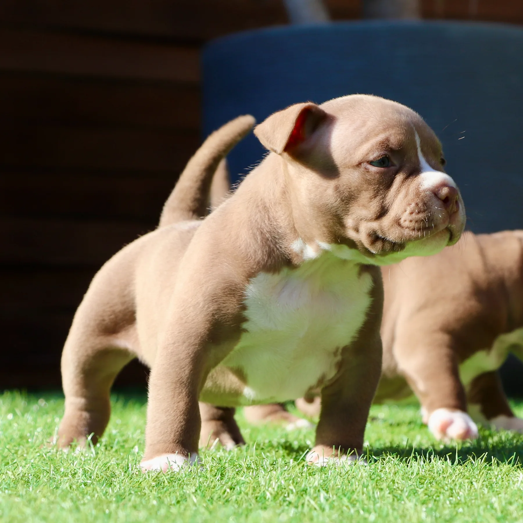 American Bully Pocket aux yeux clairs avec une morphologie courte et musclée