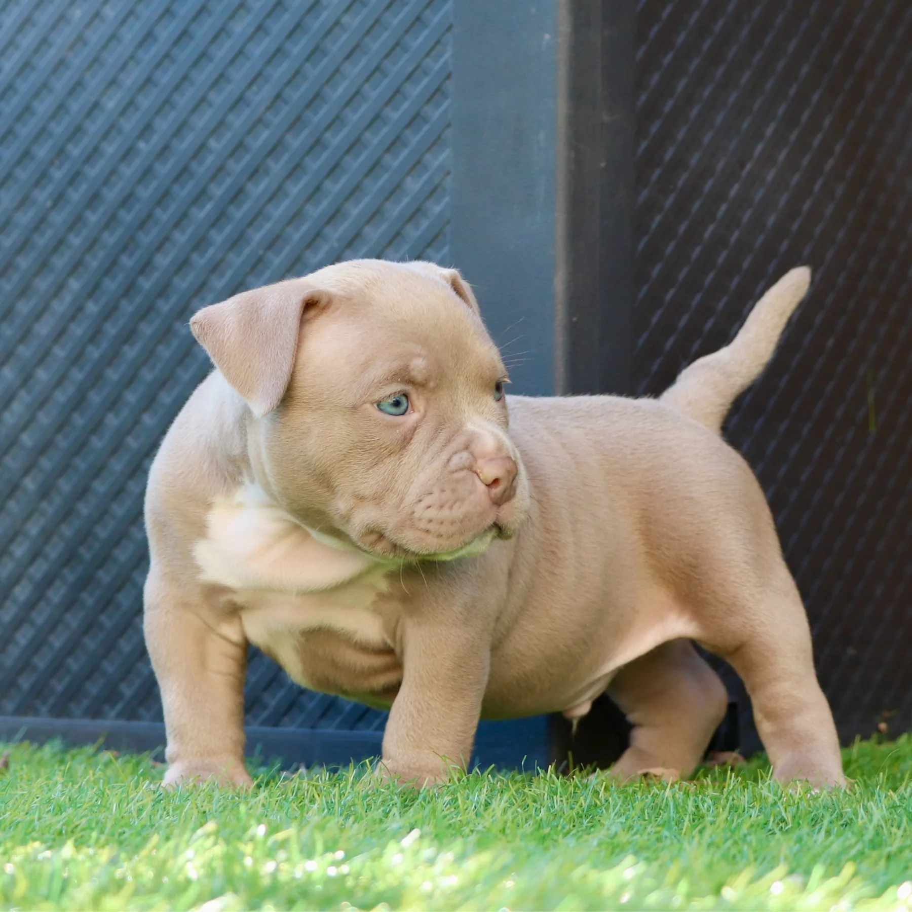 Magnifique chiot American Bully Pocket champagne assis dans l’herbe du jardin.