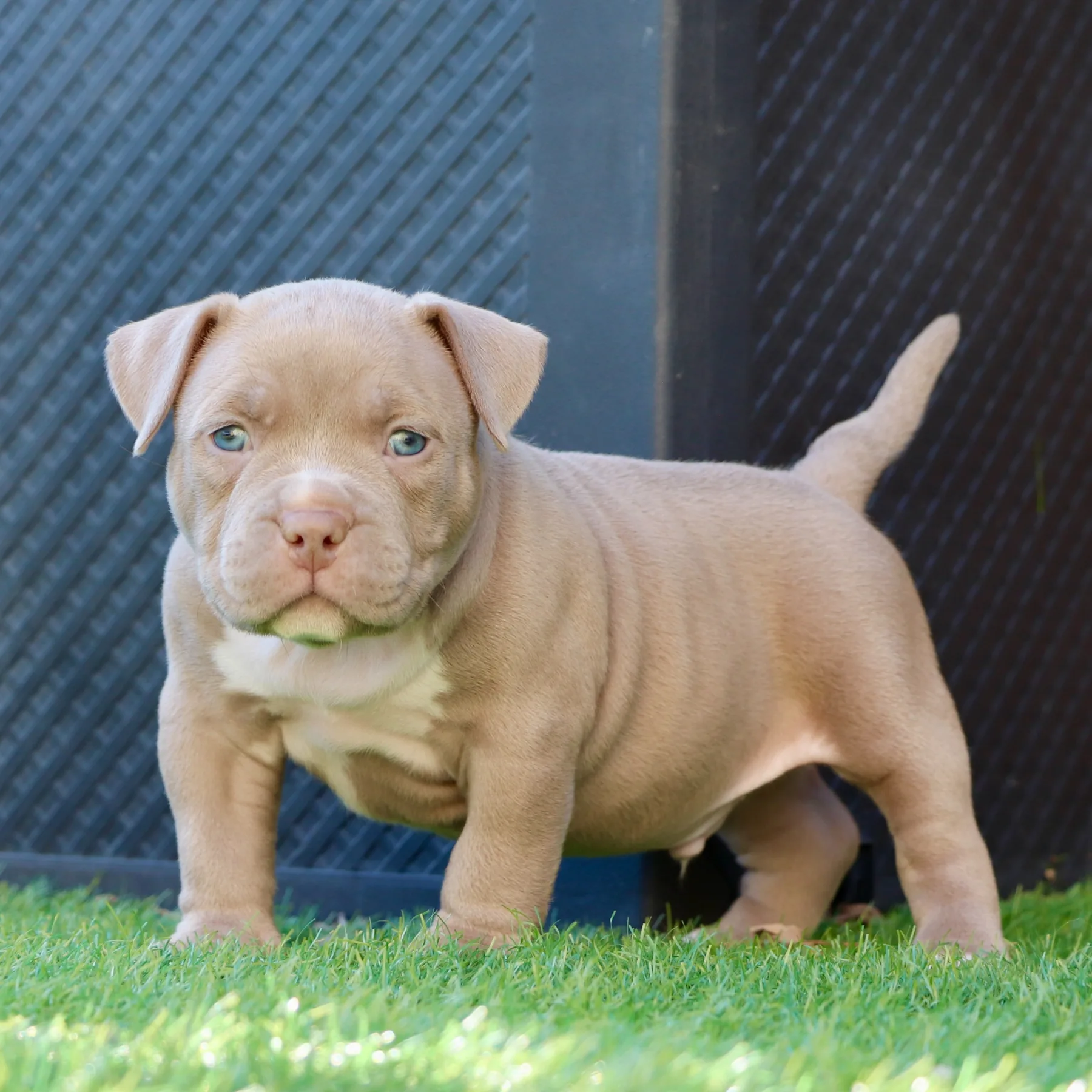 American Bully Pocket compact et puissant issu d’une grande lignée mondiale.