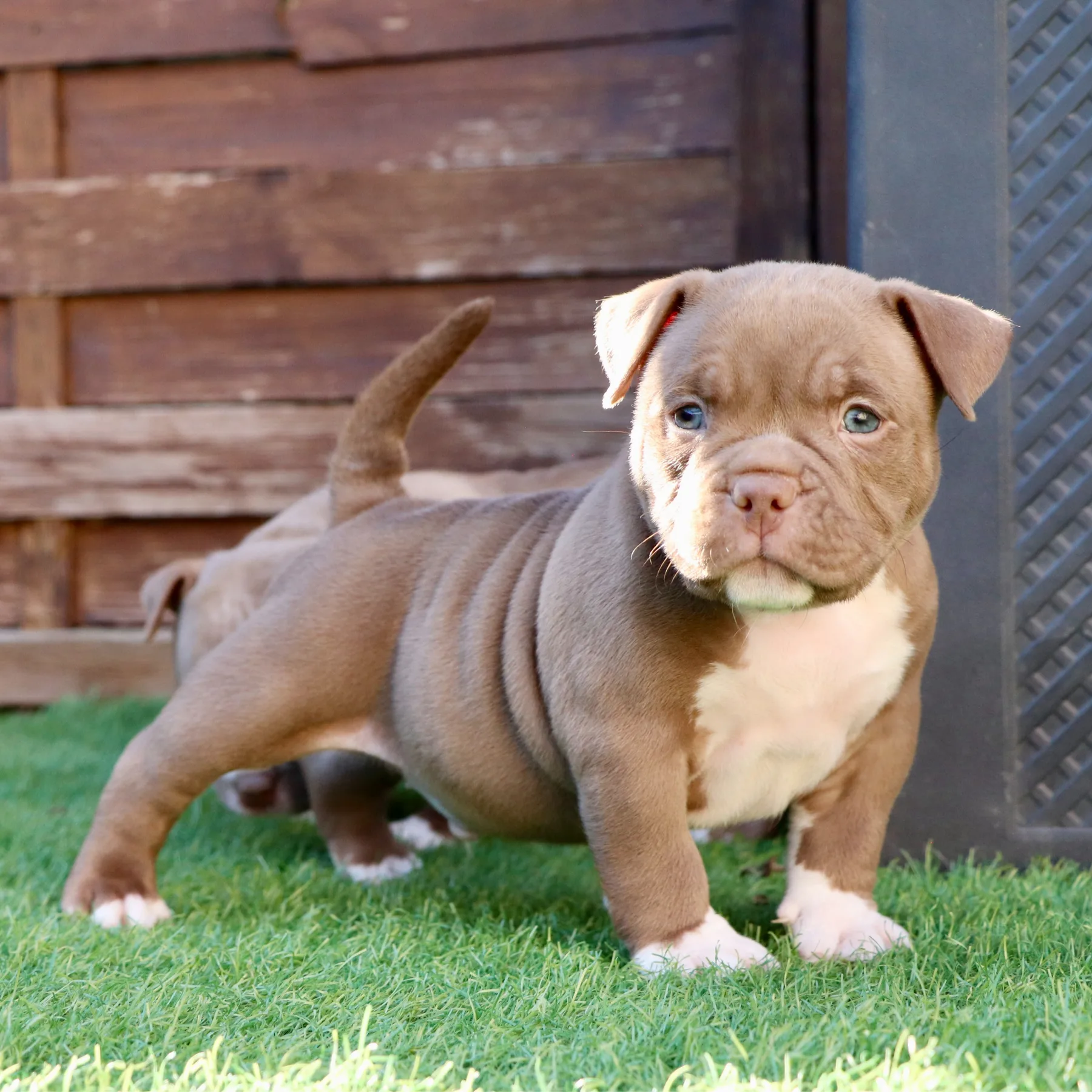 Jeune American Bully Pocket couleur chocolat  avec une belle ossature et des yeux jaunes.