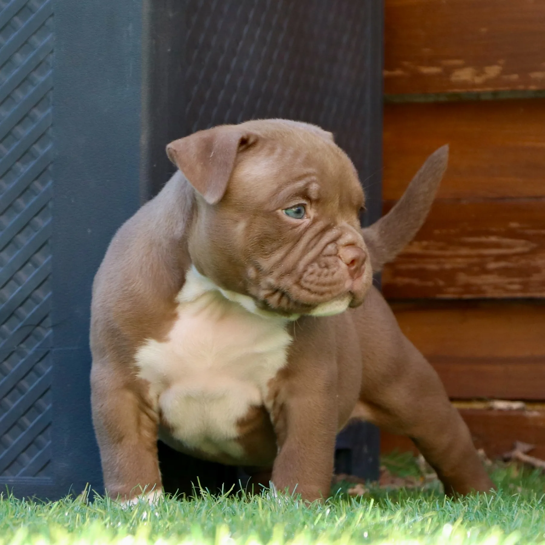 American Bully Pocket couleur choco avec une morphologie compacte et élégante.