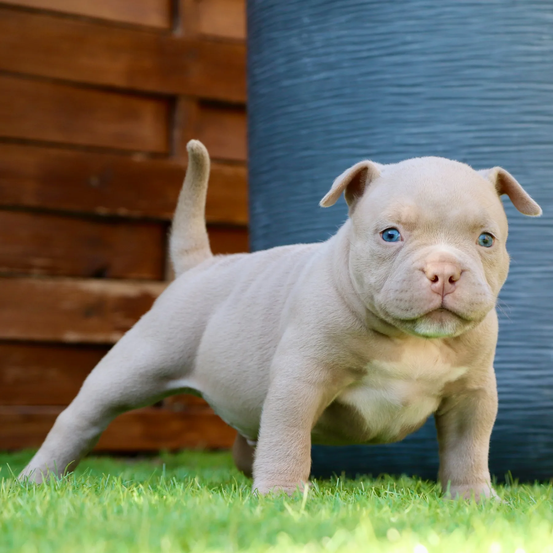 Superbe chiot American Bully Pocket issu du champion mondial Grande Dali.