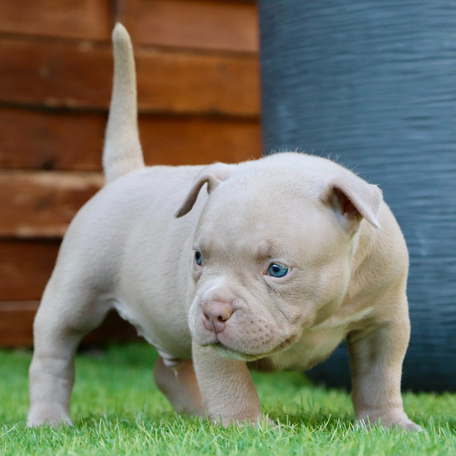 American Bully Pocket champagne avec une belle tête ronde et un corps compact.
