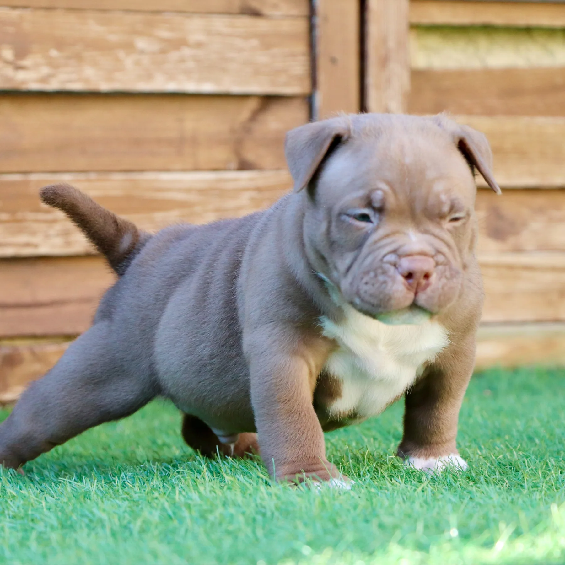 Jeune chiot American Bully Pocket aux yeux jaunes avec une robe chocolat rare.