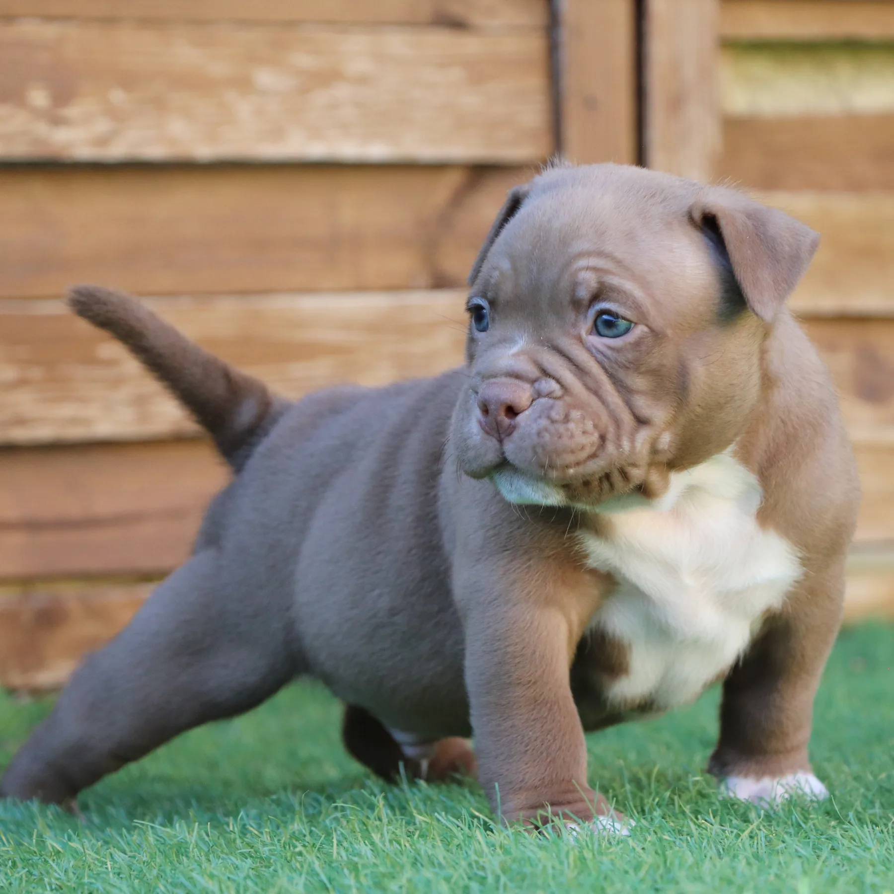 Magnifique chiot American Bully Pocket compact avec une robe exotique chocolat.