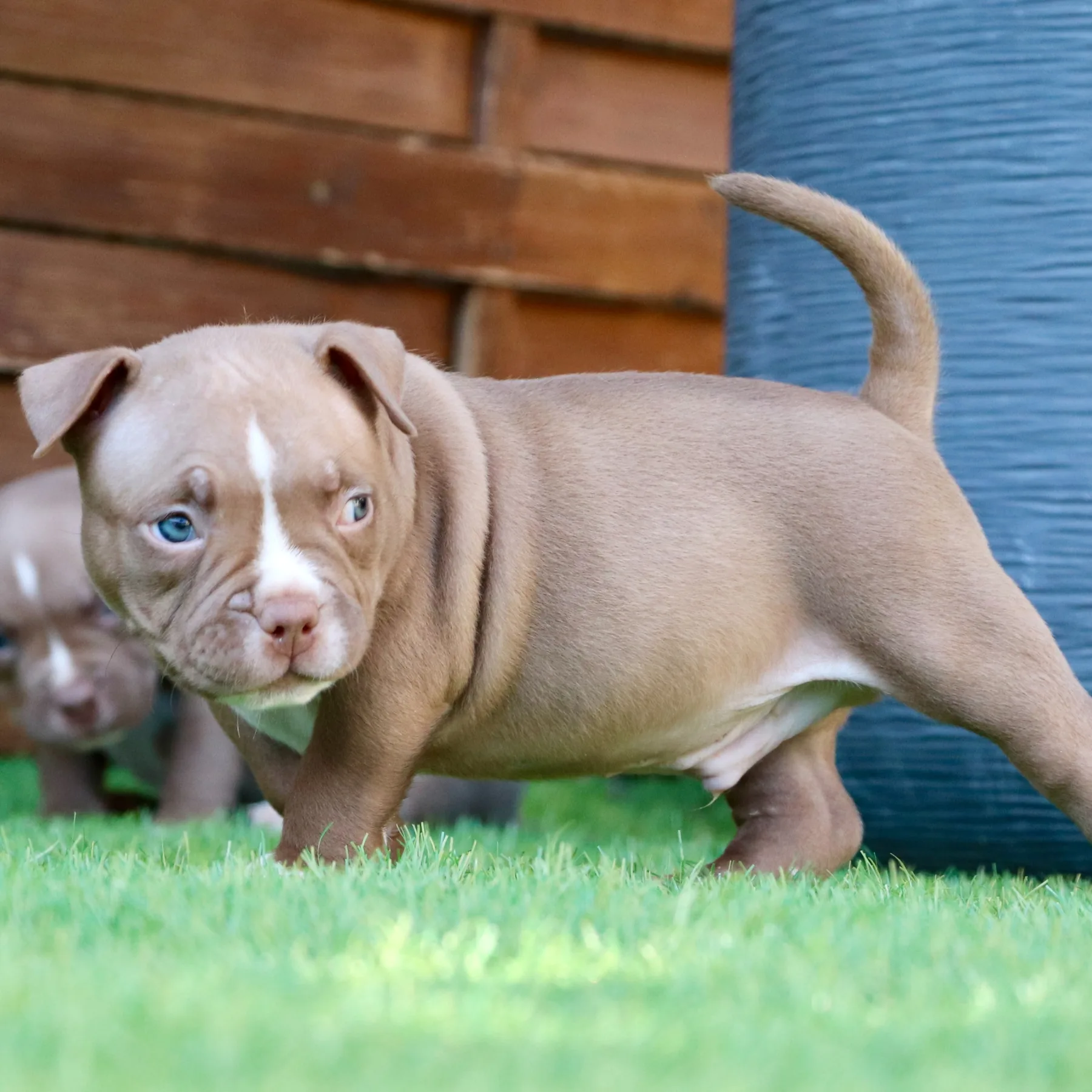 Chiot American Bully Pocket chocolat  avec une belle morphologie et un type puissant.