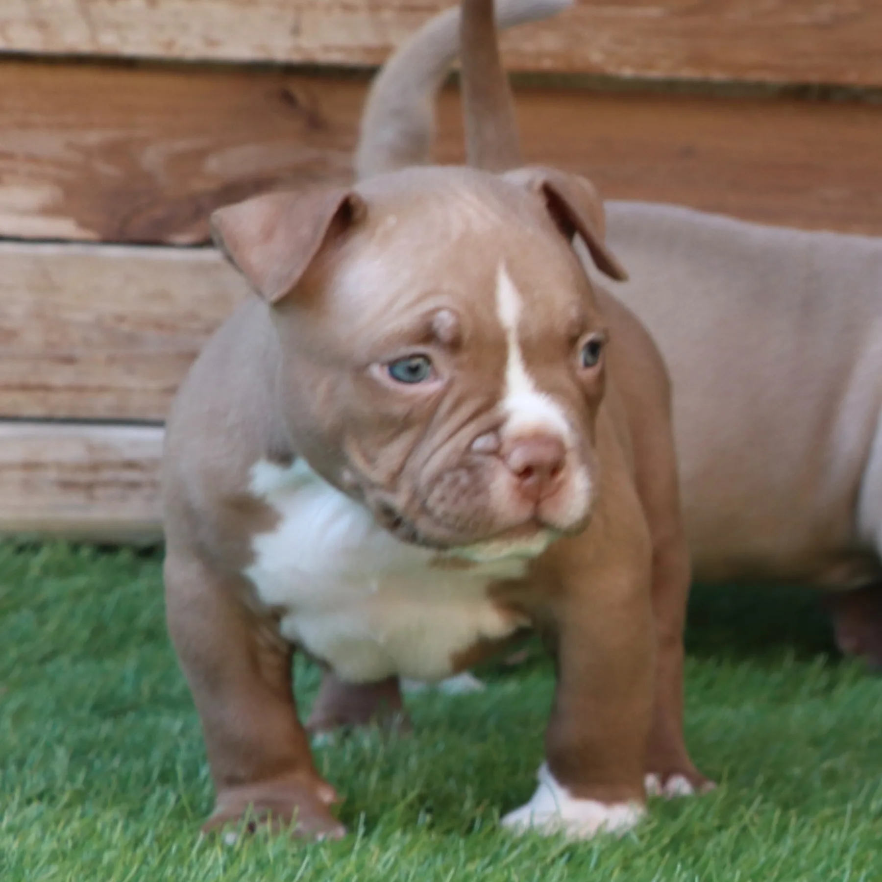 Chiot American Bully Pocket chocolat et yeux clairs avec une belle présence.