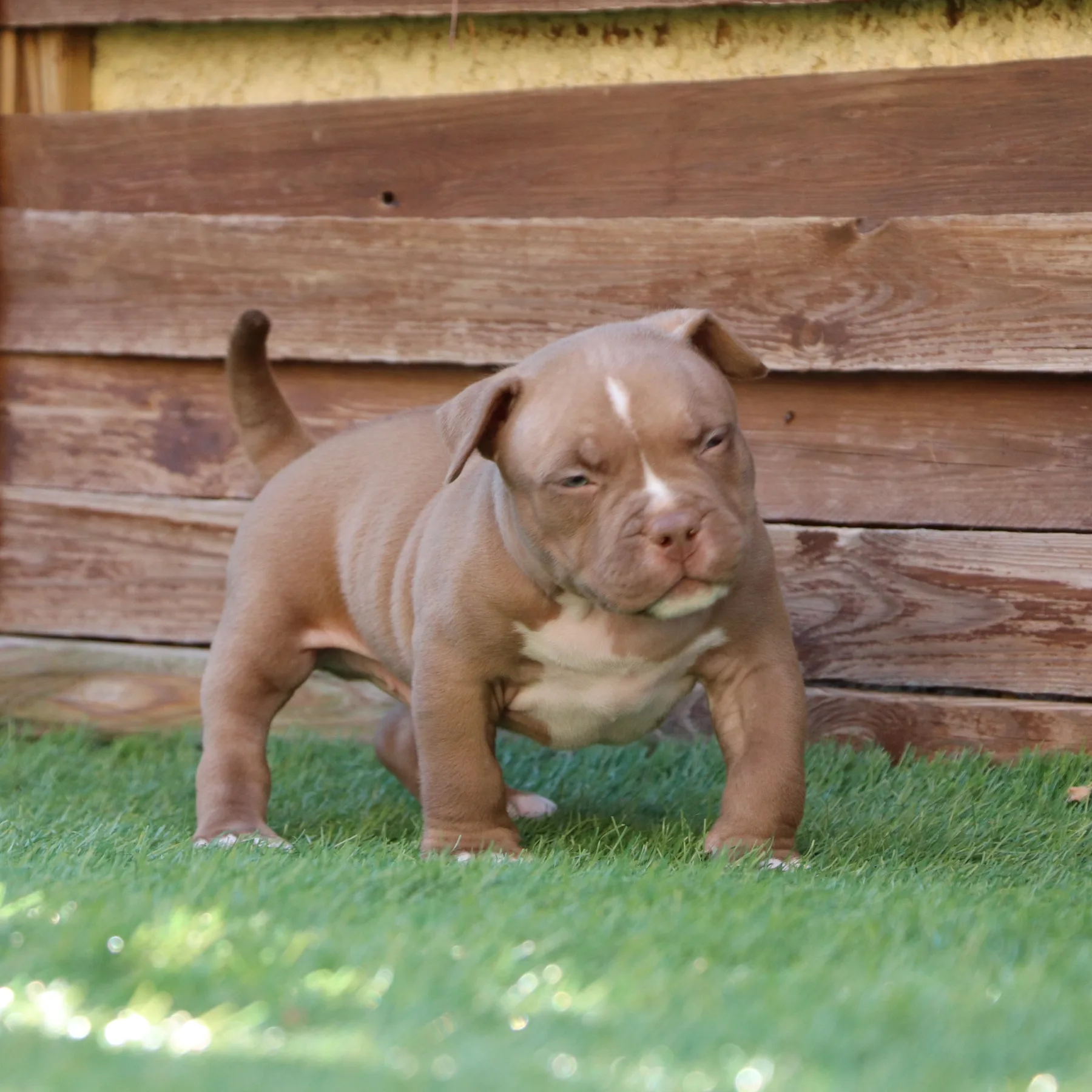 Superbe chiot American Bully Pocket musclé avec une construction harmonieuse.