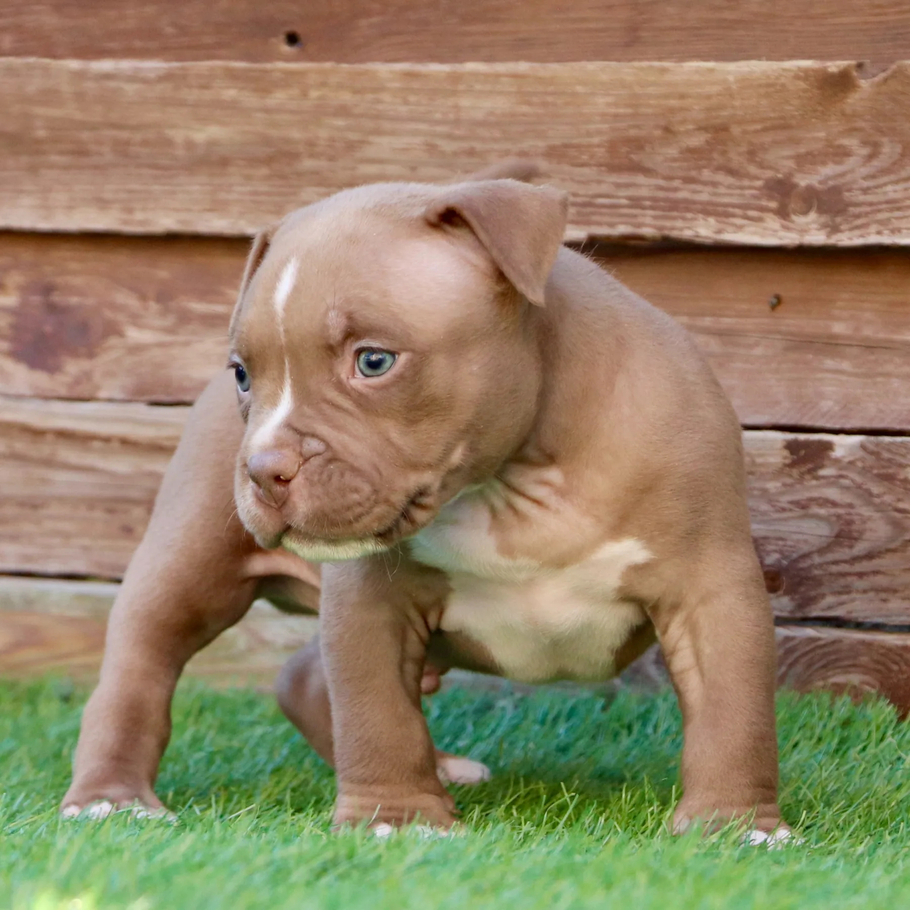 American Bully Pocket chocolat avec une morphologie puissante et compacte.