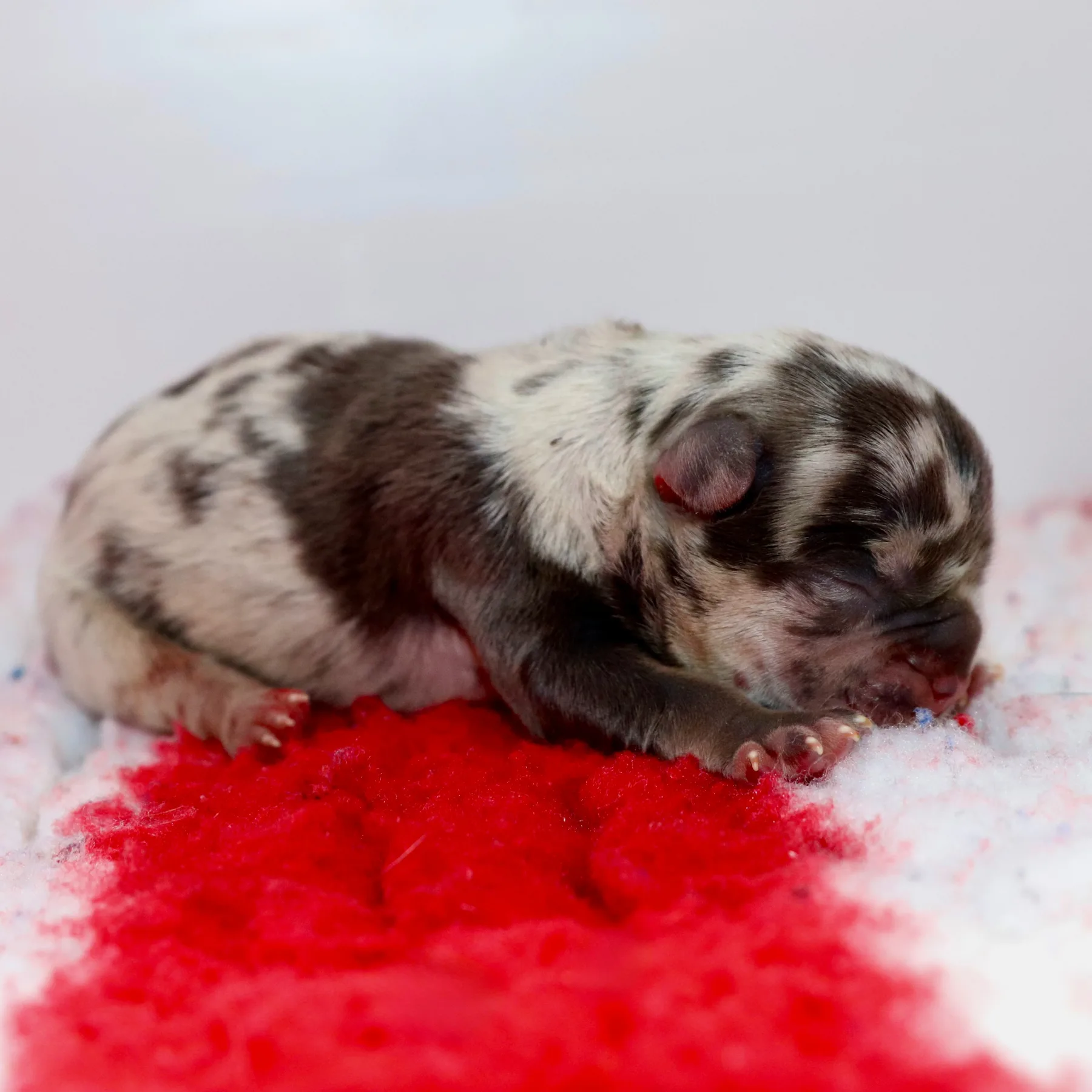 Chiot mâle Bouledogue Français Exotic sylver merle tan de quelques heures présentant une robe rare et unique.