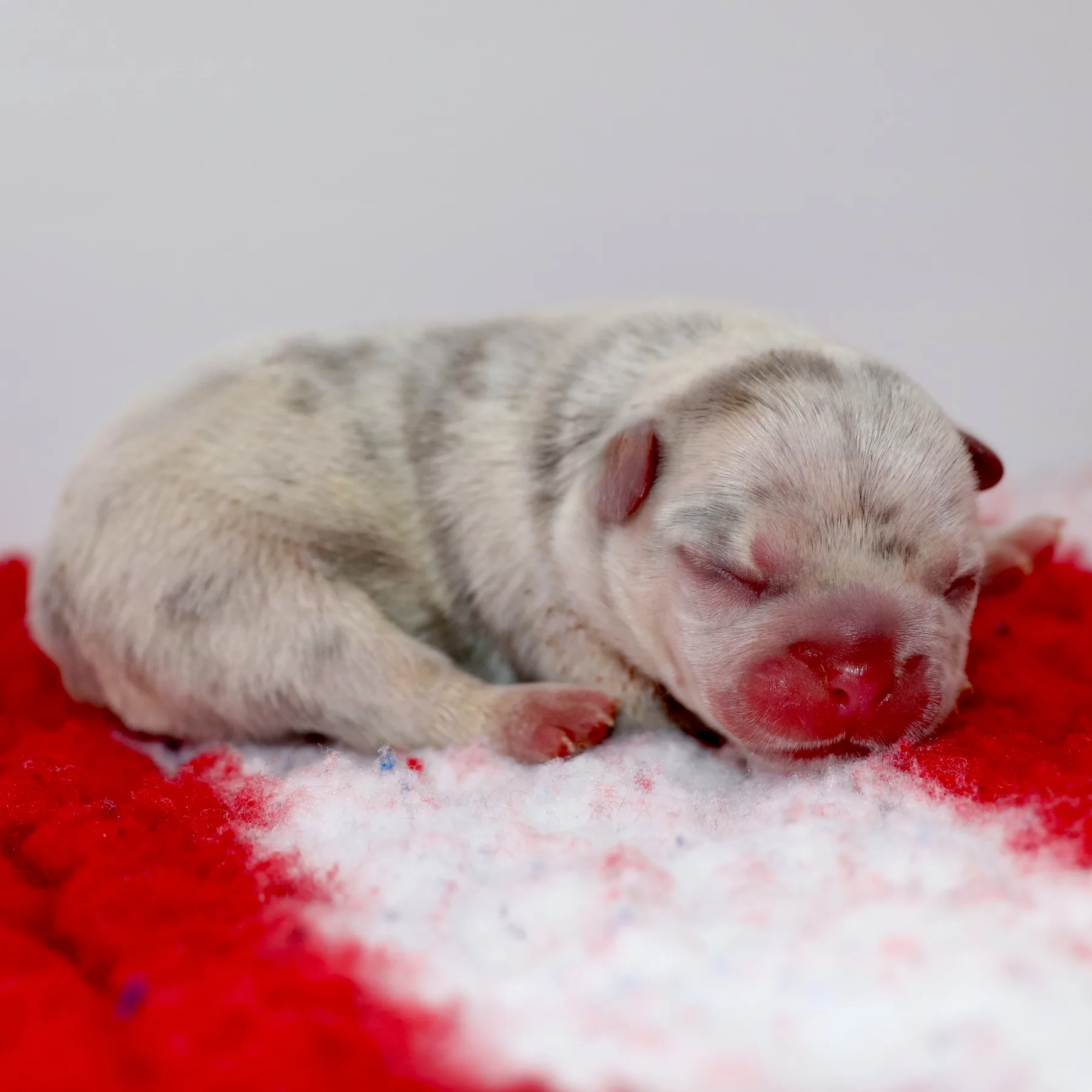 Magnifique chiot femelle Bouledogue Français Exotic Frenchie Exo lilas merle tan nouveau-née présentant une robe rare et exceptionnelle