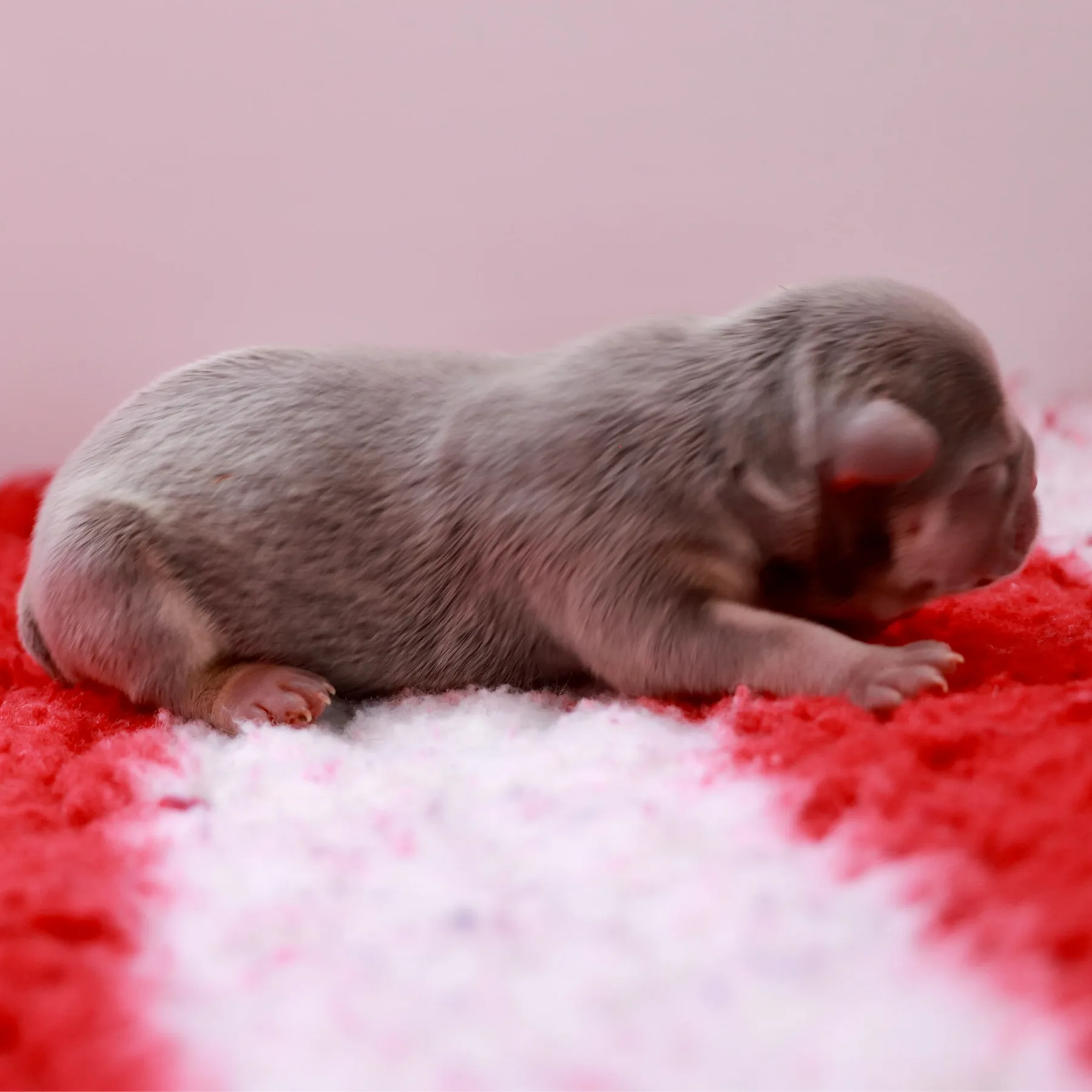 Chiot femelle Bouledogue Français Exotic lilas tan nouveau-né de l'élevage Spirit Of Freedom Kennel