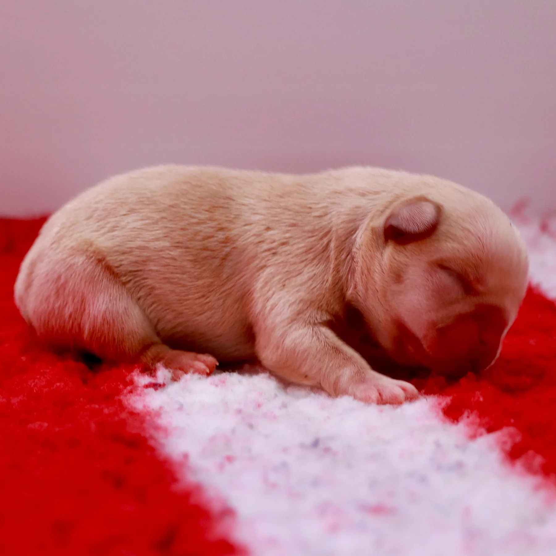 Chiot mâle Bouledogue Français Exotic Frenchie Exo platinium âgé de quelques heures après sa naissance.