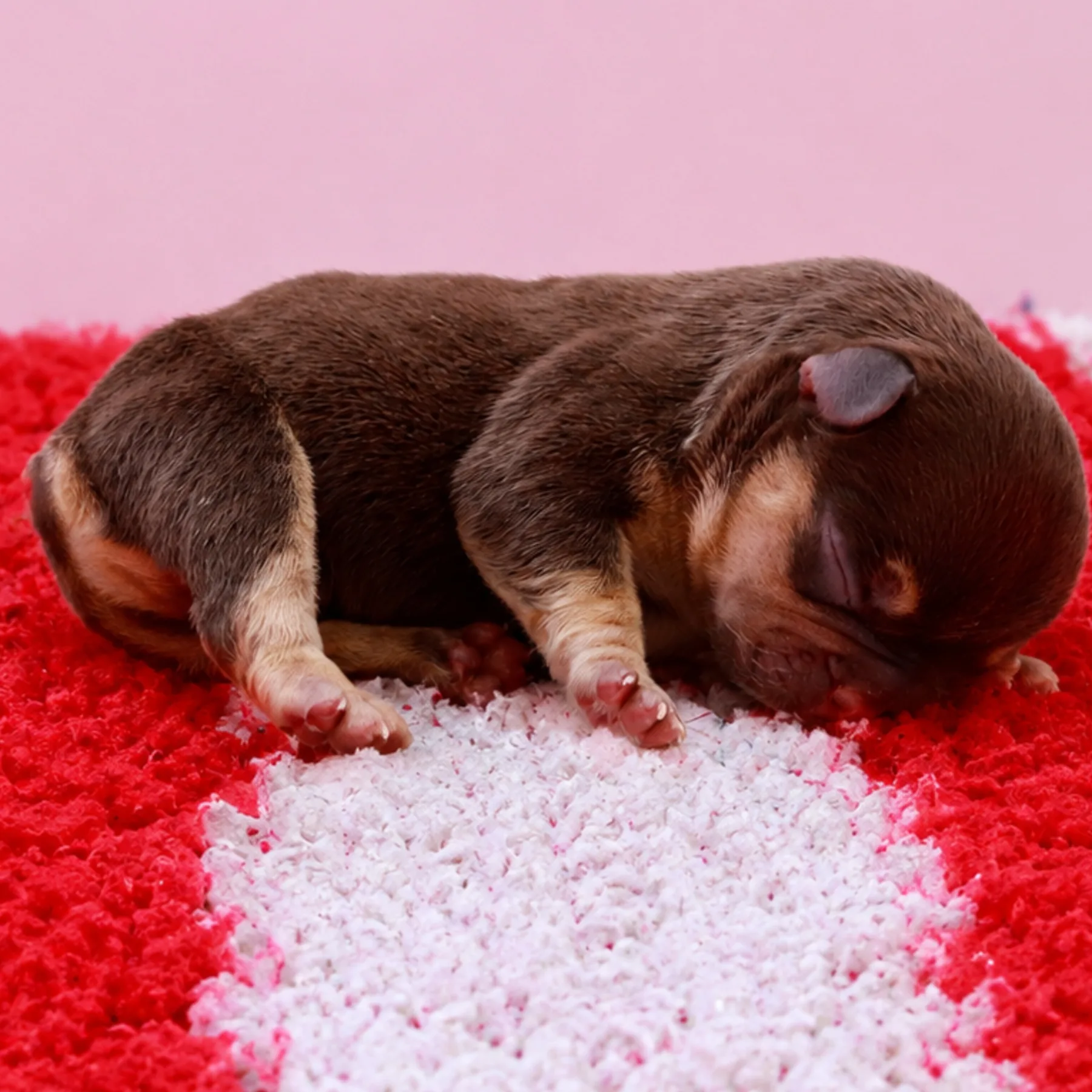 Adorable chiot mâle Bouledogue Français Exotic Cocoa Tan en période néonatale