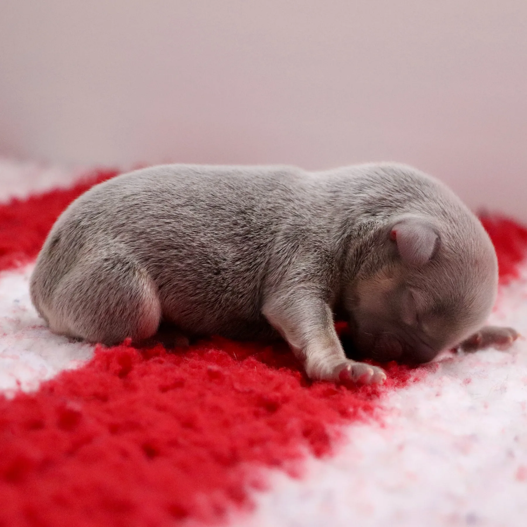 Magnifique chiot femelle Frenchie Exo lilas tan nouveau-née aux couleurs douces et harmonieuses.