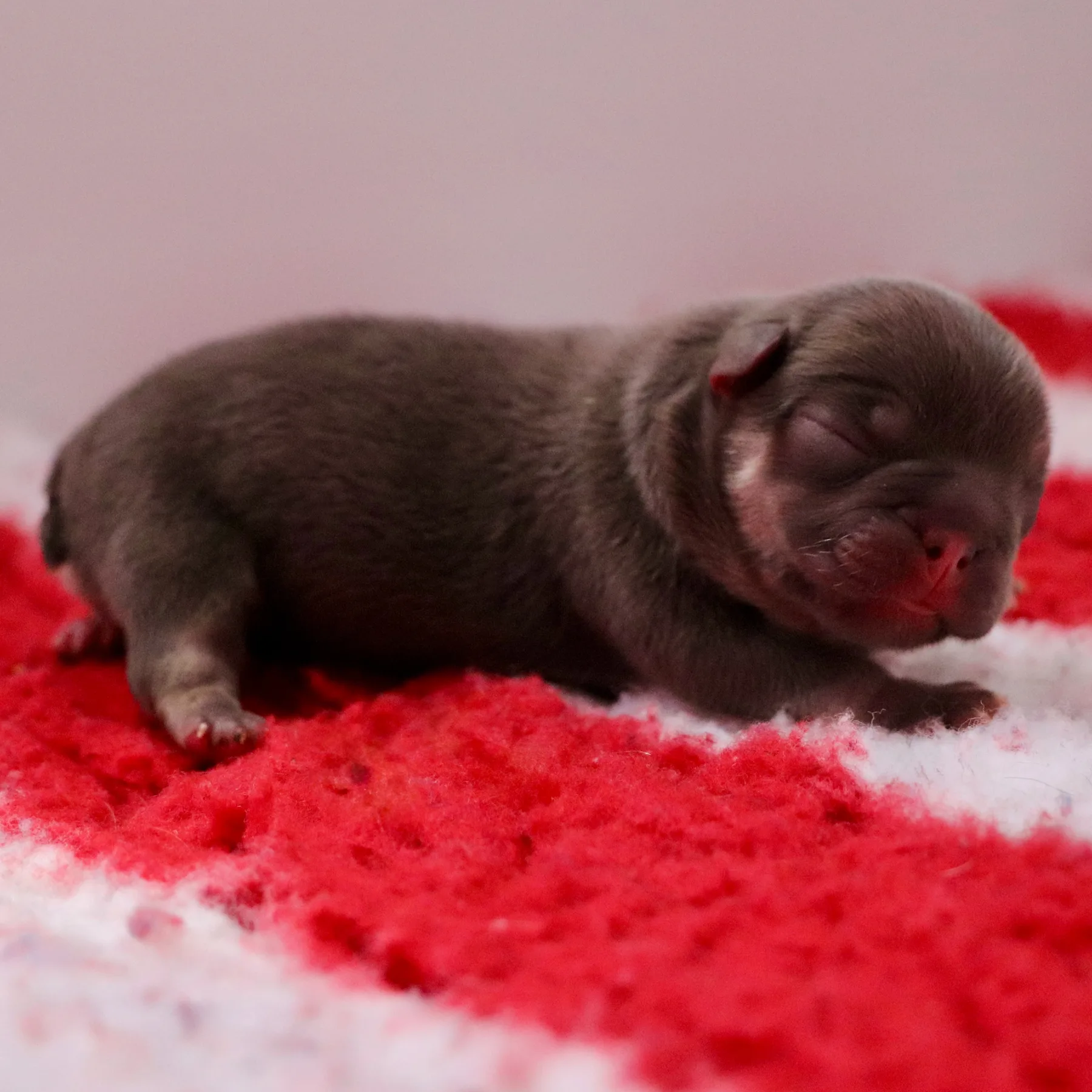 Adorable femelle Bouledogue Français Exotic couleur Cocoa Tan au premier jour de vie