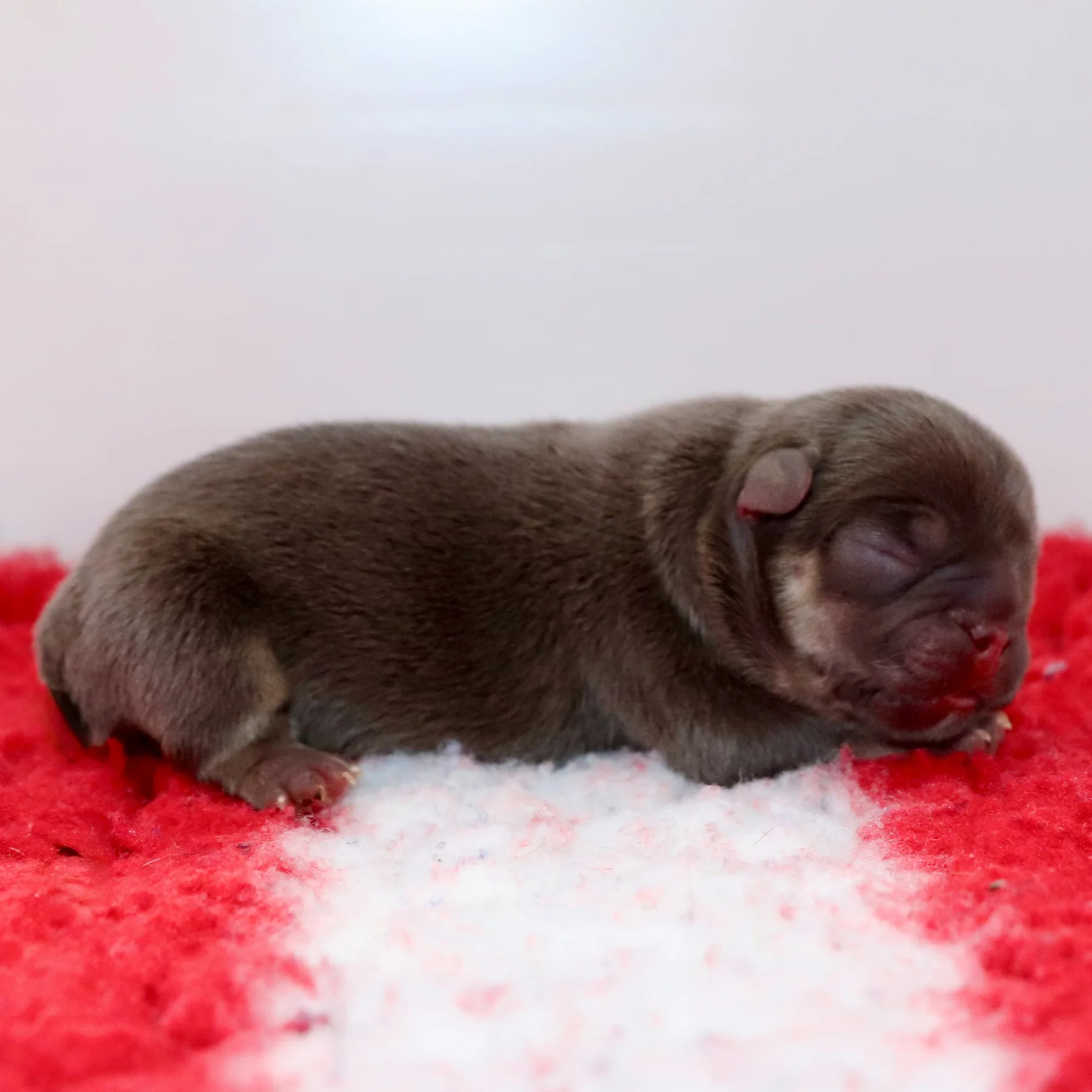 Chiot femelle Frenchie Exo à la robe Cocoa Tan reposant paisiblement après sa naissance.