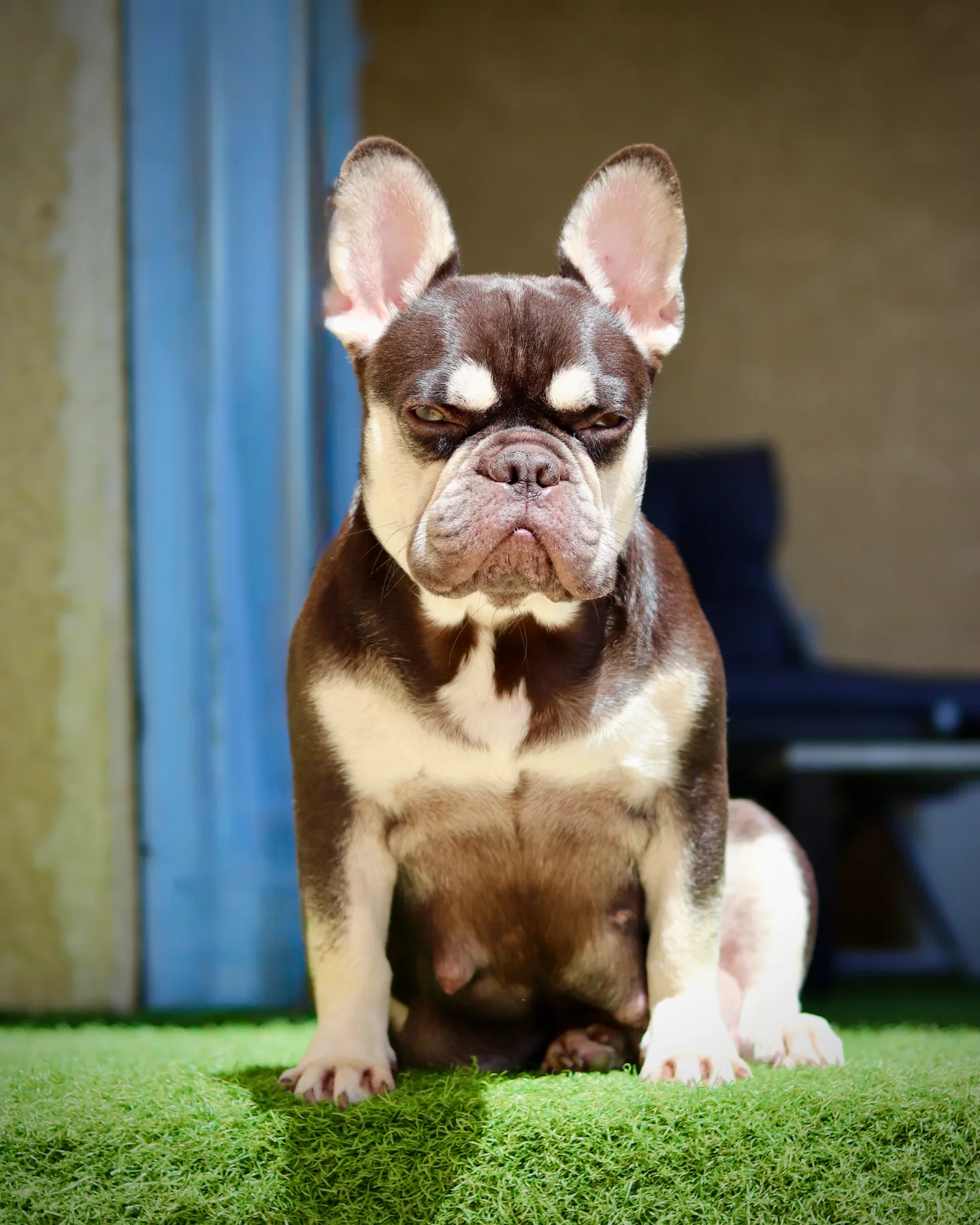 Bouledogue Français Exotique cocoa tan avec une morphologie compacte et une belle ossature harmonieuse.