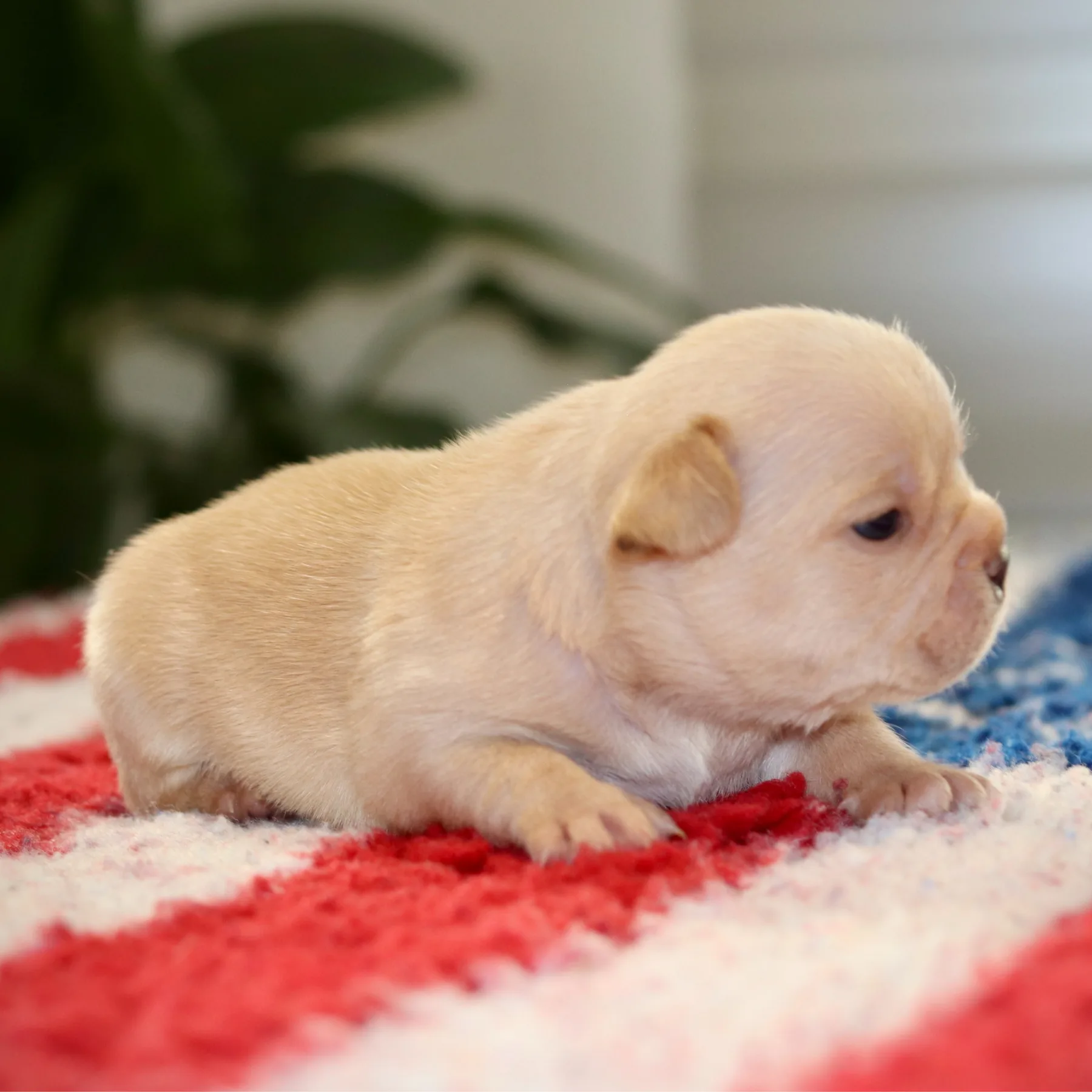 Superbe mâle Frenchie Platinum, Onyx incarne parfaitement le type et la qualité du Bouledogue Français Exotic
