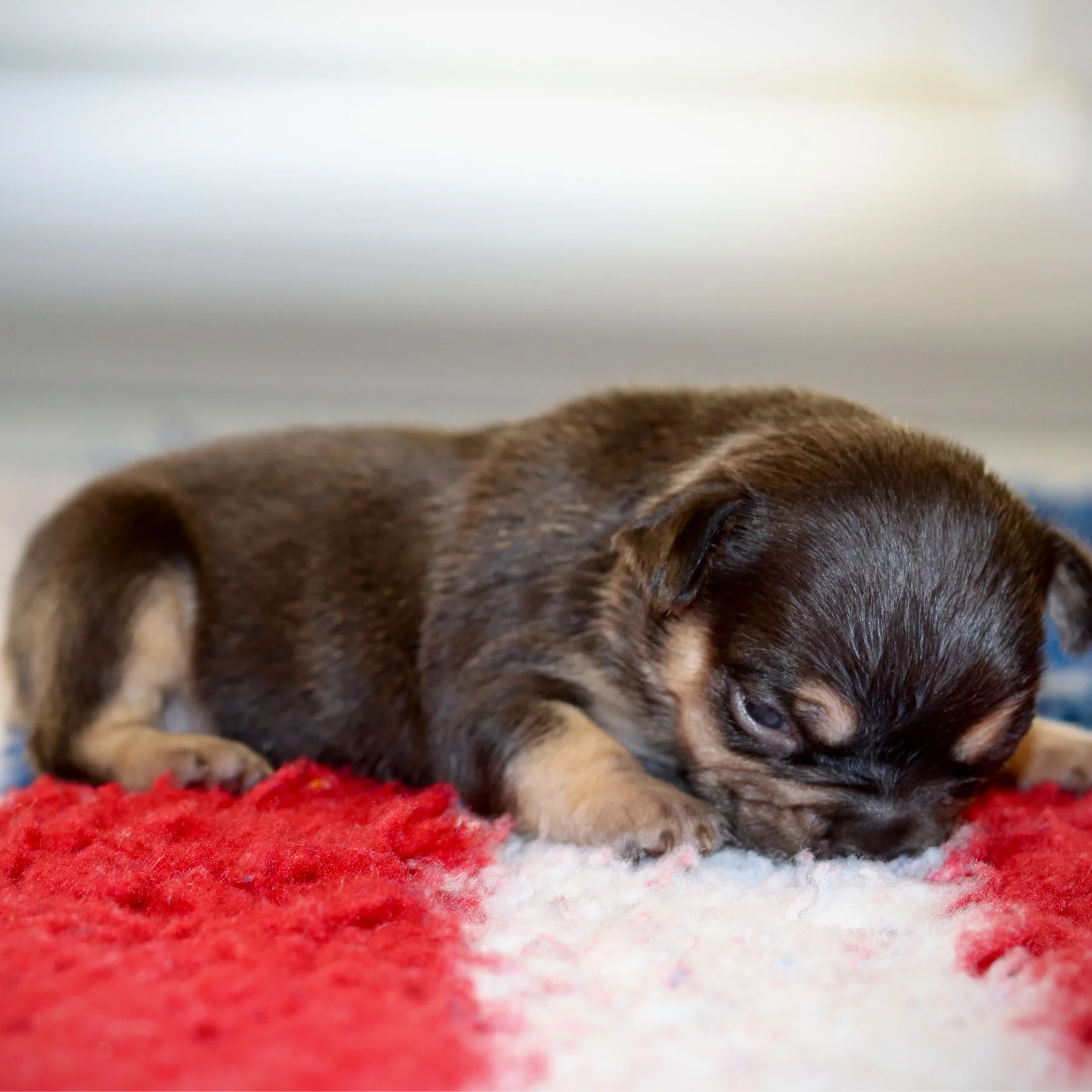 Saphir, chiot Bouledogue Français Exotic Cocoa Tan, attire déjà l'attention par son type et sa pigmentation.