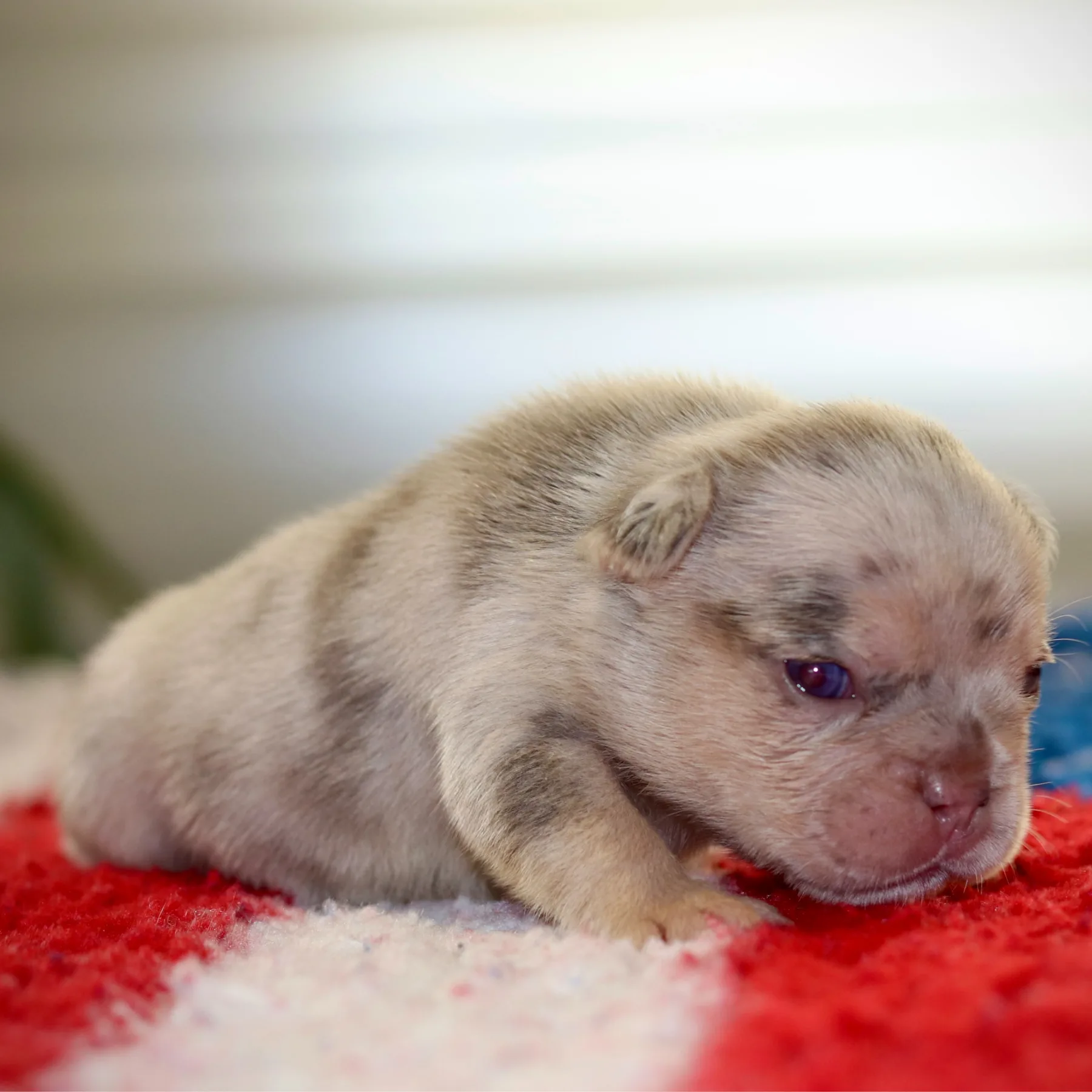 Splendide femelle Bouledogue Français aux couleurs exotic Lilas Merle Tan de 15 jours, Opale révèle déjà tout son potentiel