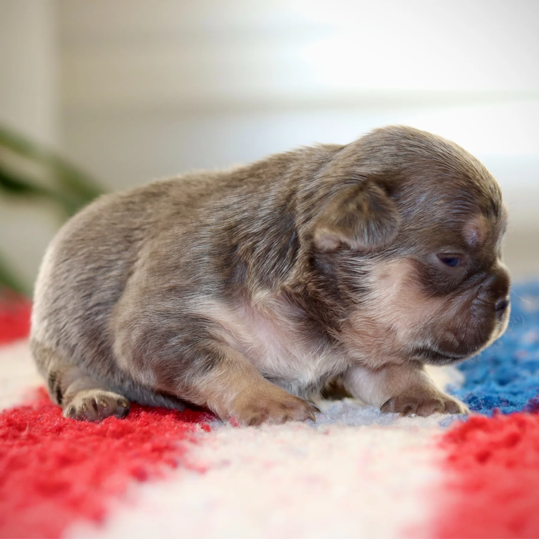 Splendide femelle Bouledogues Français Frenchie Lilas Tan nommée Ambre révèle une pigmentation exceptionnelle et un charme naturel