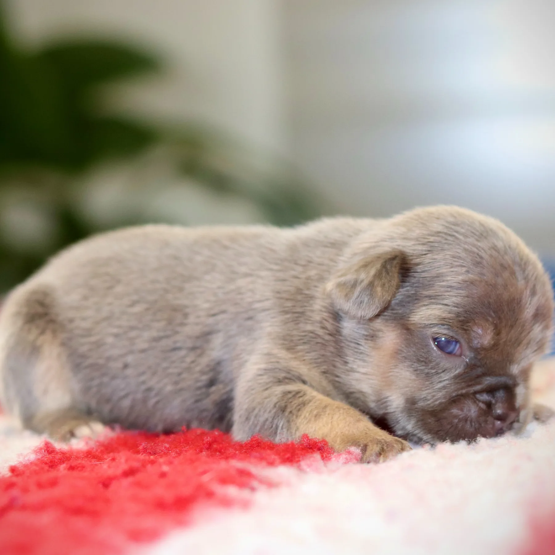 Jade, magnifique femelle Bouledogue Français Exotic Lilac Tan âgée de 15 jours, dévoile déjà toute sa beauté