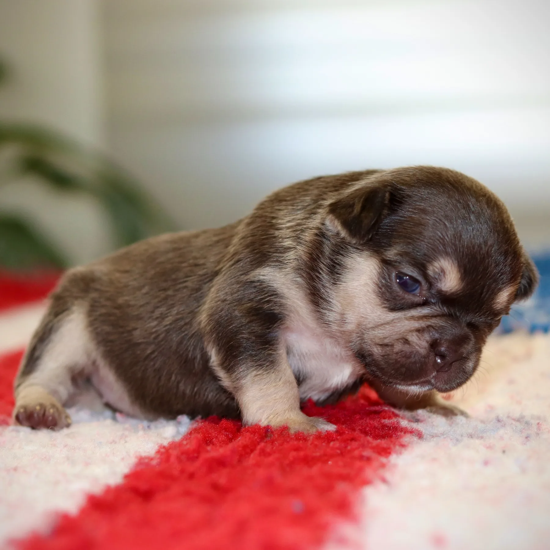 Topaze, jeune femelle French Bulldog Exotic Cocoa Tan, attire le regard grâce à sa pigmentation remarquable et son charme naturel