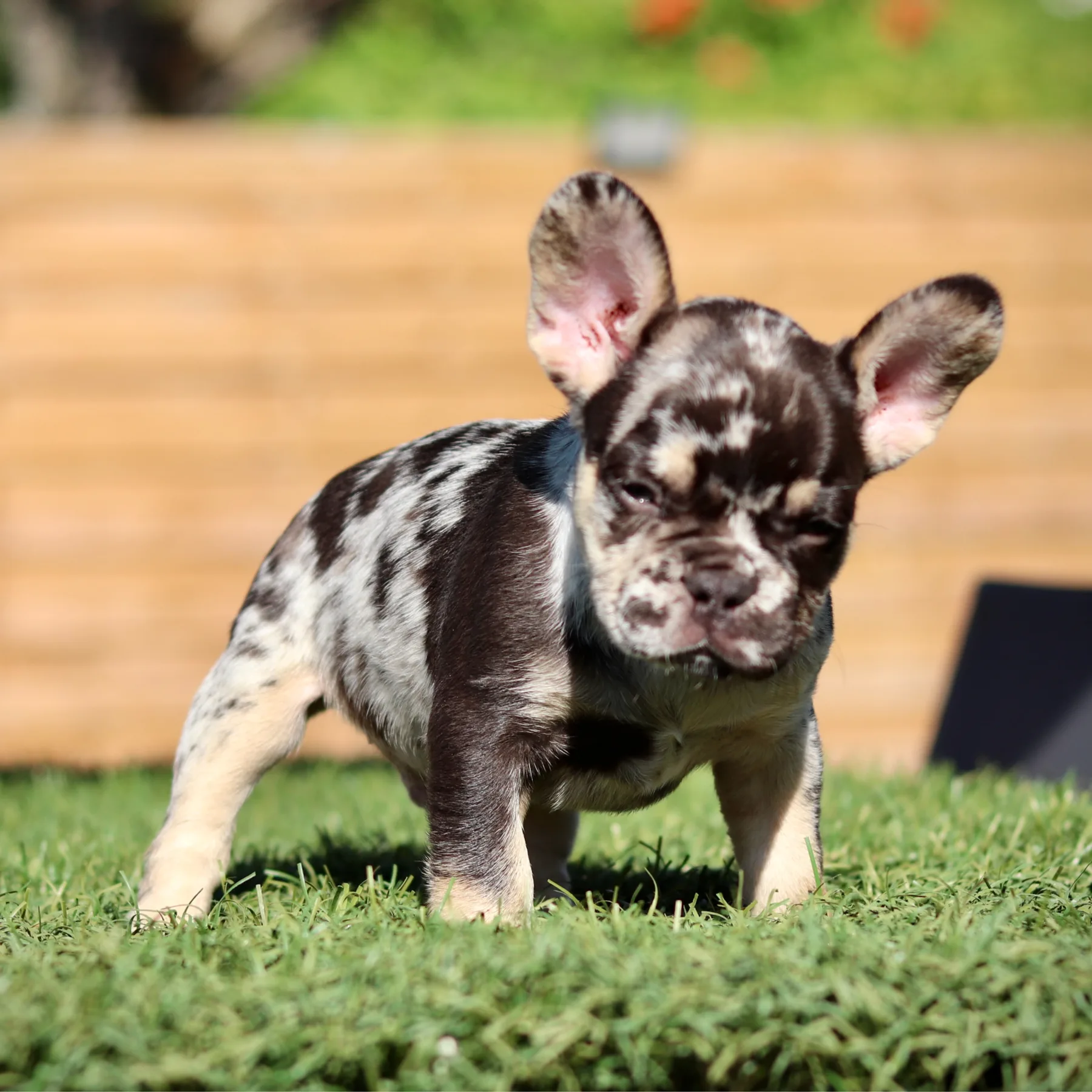 Superbe chiot bouledogue français exotique de couleur cocoa merle tan