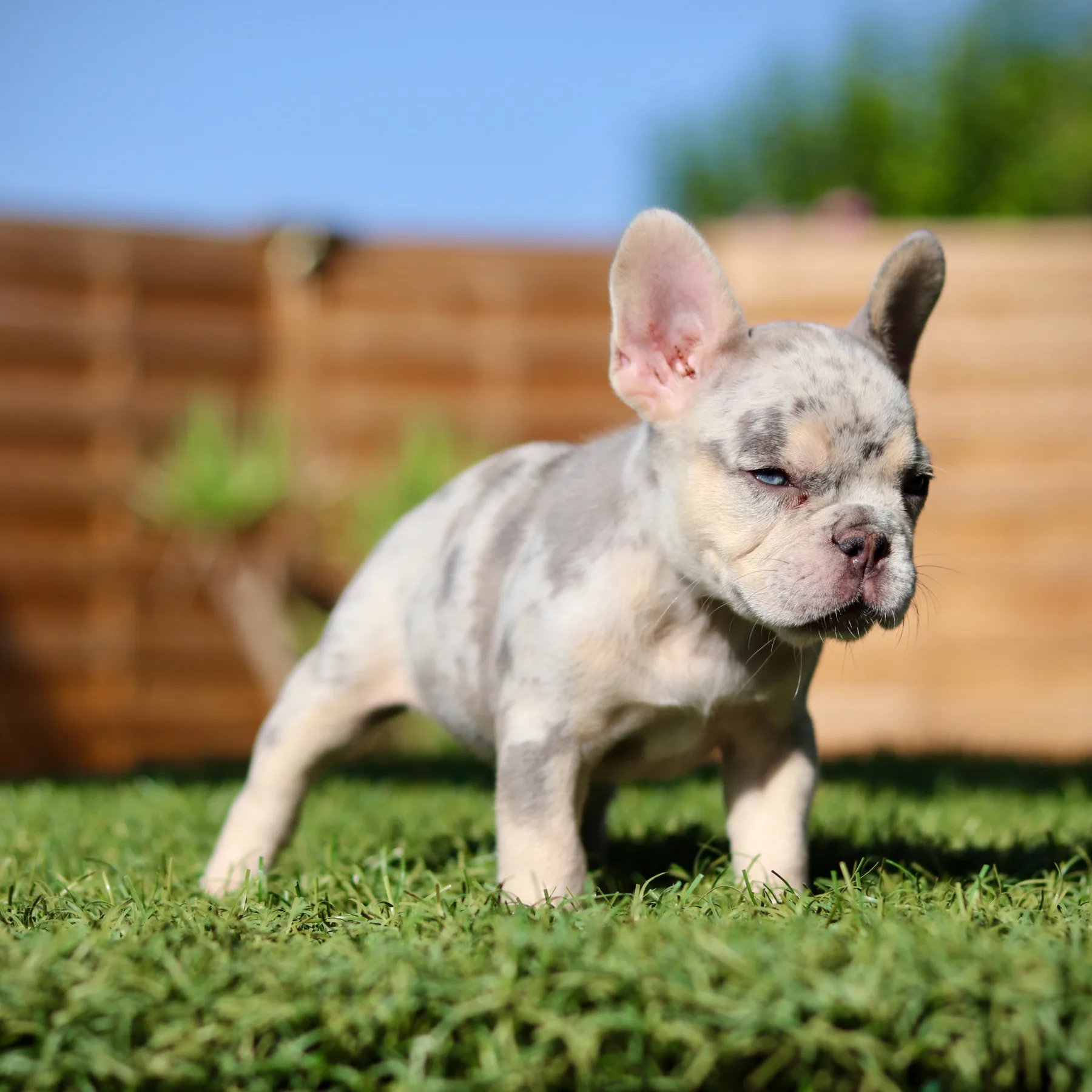 Jeune chiot frenchie bouledogue français exotique femelle opale lilas merle tan