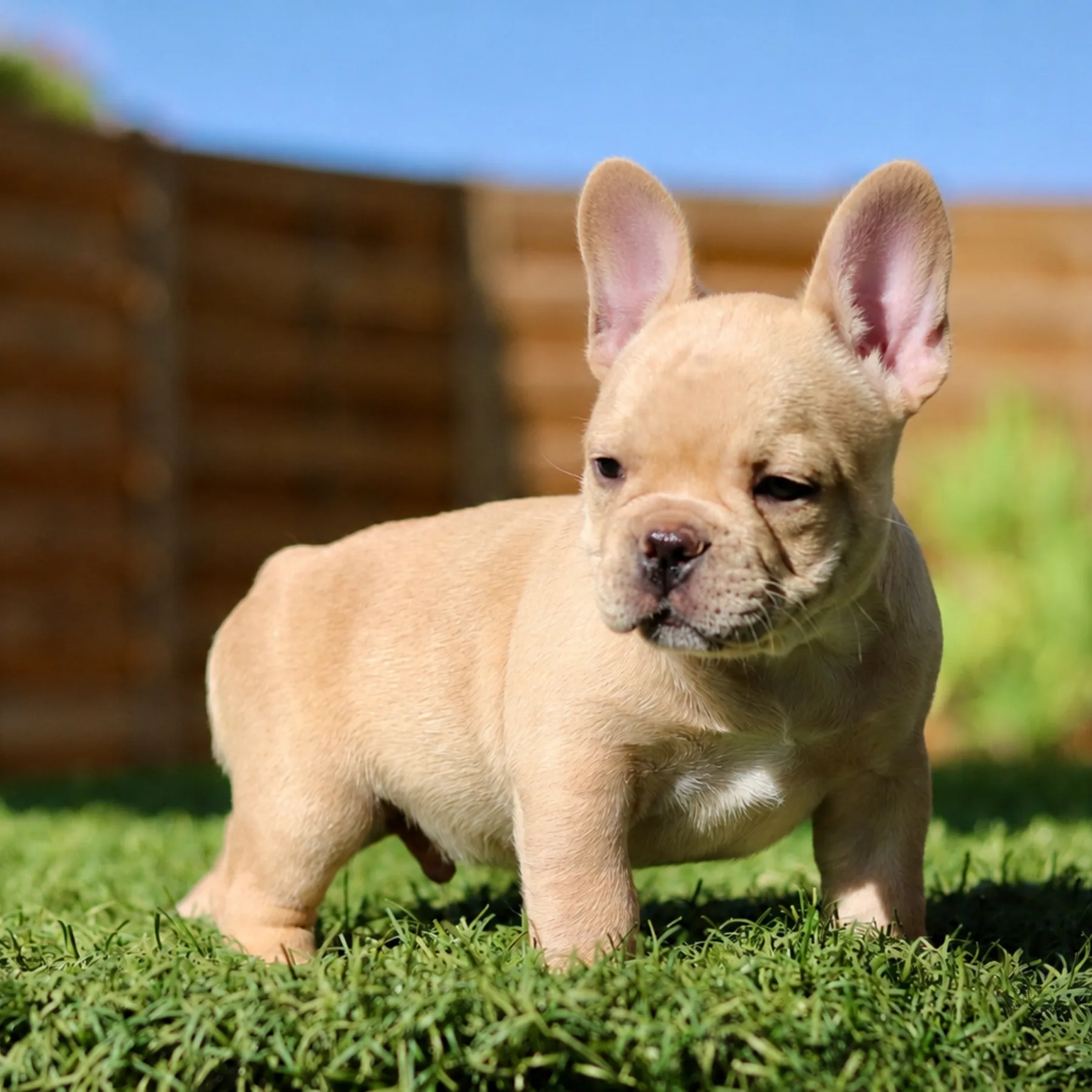 Superbe jeune mâle frenchie exotique onyx de couleur platinum