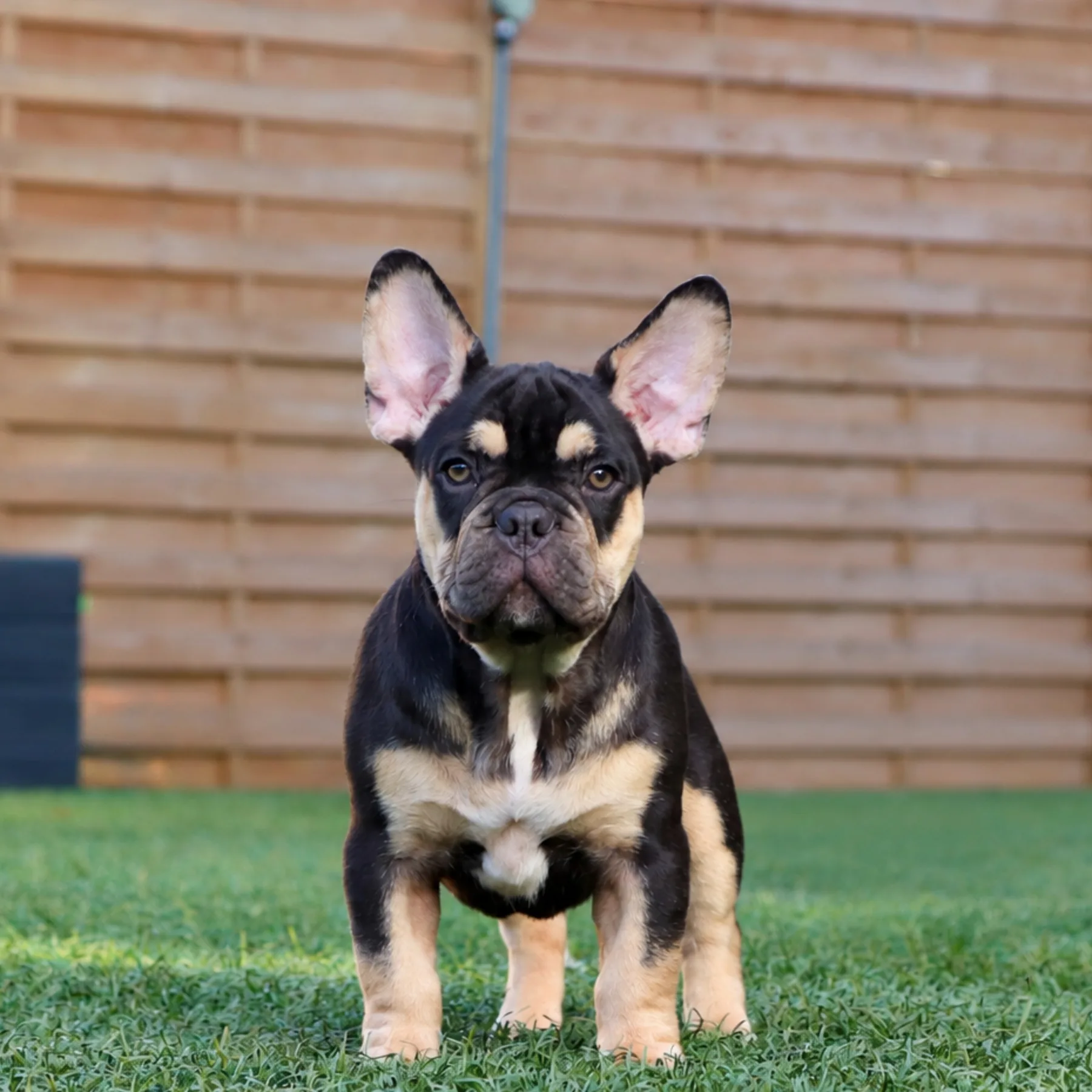 Saphir, jeune Bulldog Français Cocoa Tan, affiche une très belle construction, une excellente expression et un potentiel morphologique particulièrement intéressant pour son évolution future