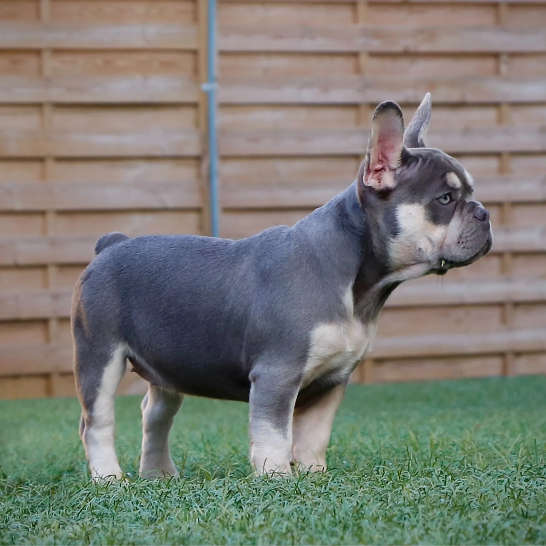Magnifique Ambre femelle Bulldog Français Lilac Tan Exotic représentante d’une lignée prestigieuse et d’une génétique parmi les plus recherchées en France
