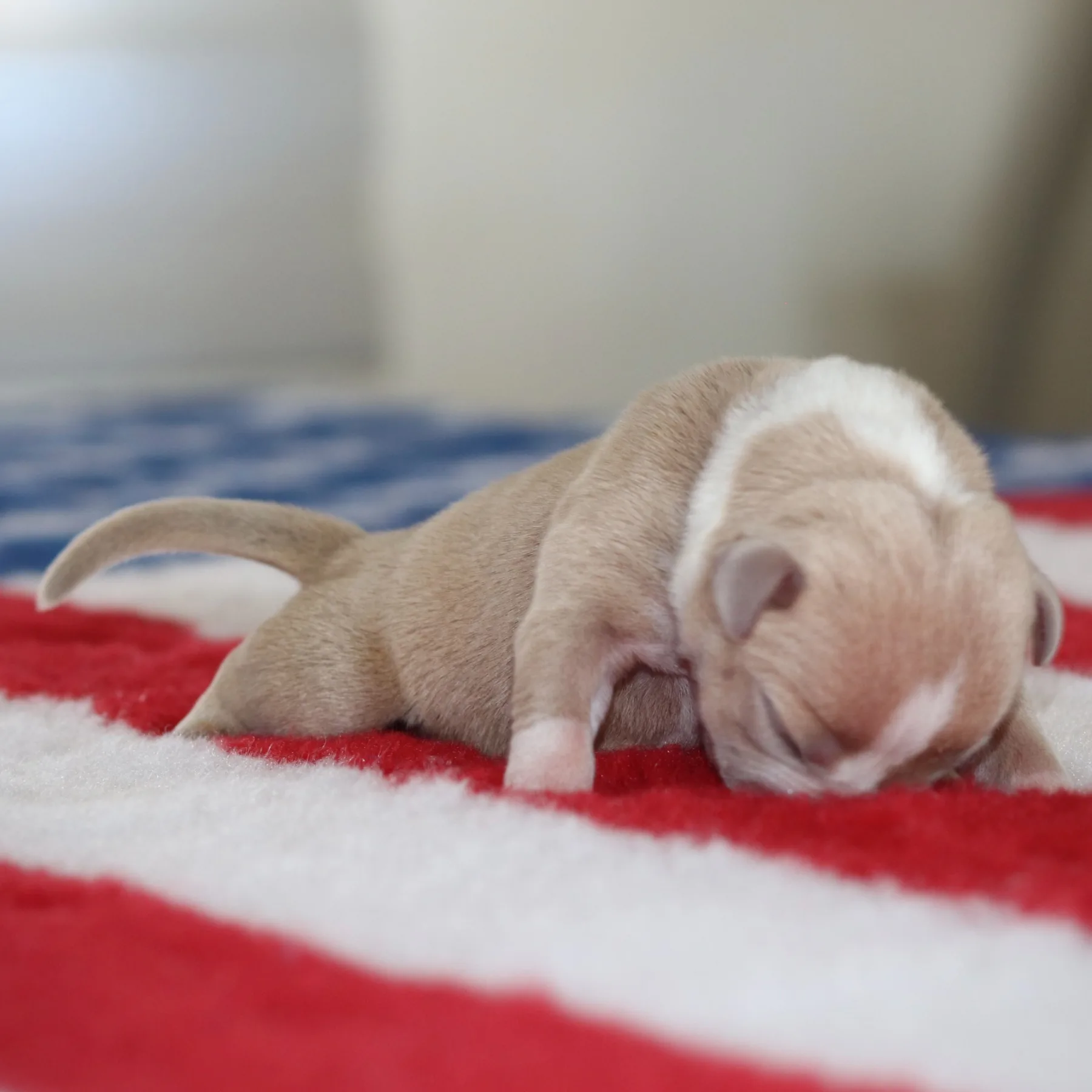 Magnifique chiot mâle American Bully couleur champagne issu d’une lignée de champions mondiaux et de la meilleure lignée d’American Bully en France