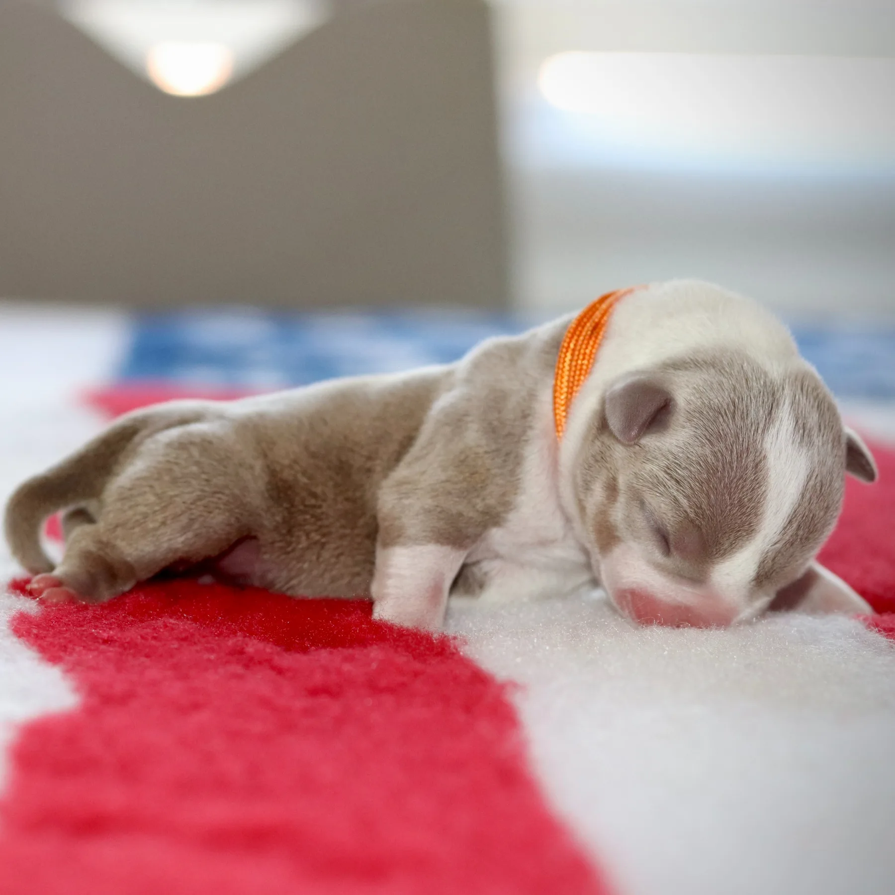 Magnifique MAXIMUS, chiot American Bully couleur lilac tricolore, représentant une sélection de lignées reconnues parmi les meilleures en France et dans le monde