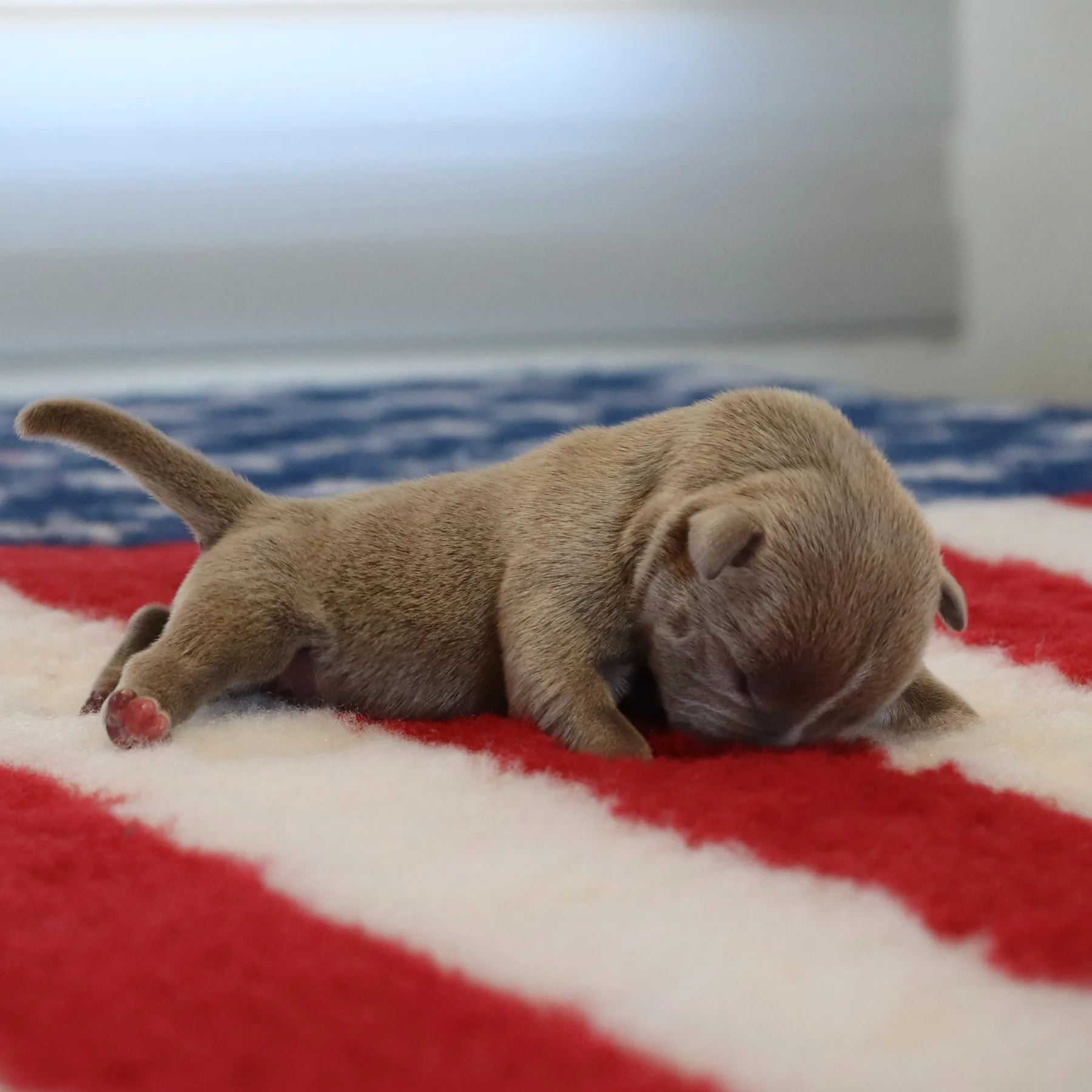 Magnifique SPARTACUS, chiot American Bully couleur lilac à la morphologie exceptionnelle, issu d’une sélection parmi les meilleures lignées françaises