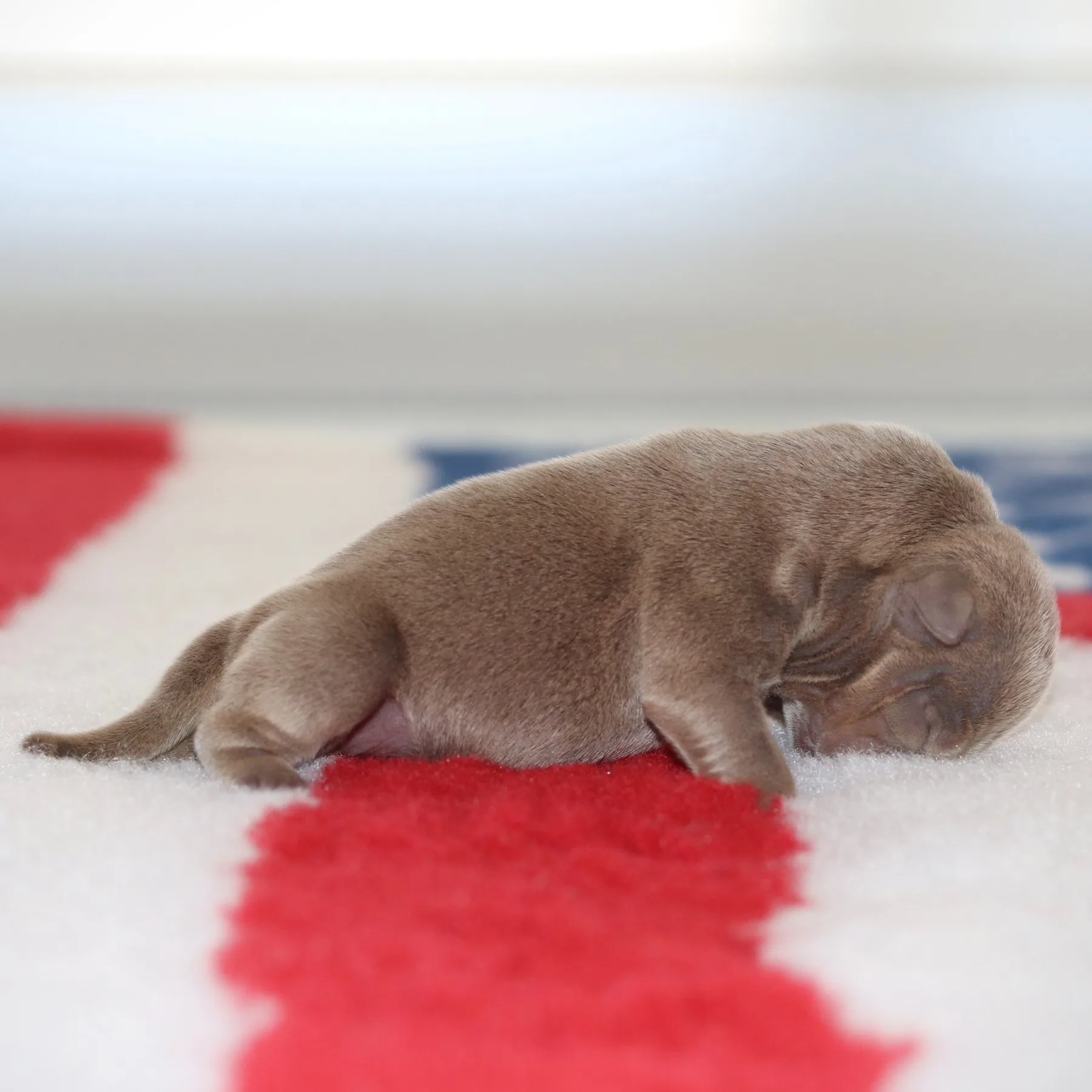 Magnifique RAVEN, femelle American Bully couleur lilac, véritable chiot de concours avec une grosse morphologie, une forte ossature et une sélection génétique d’exception