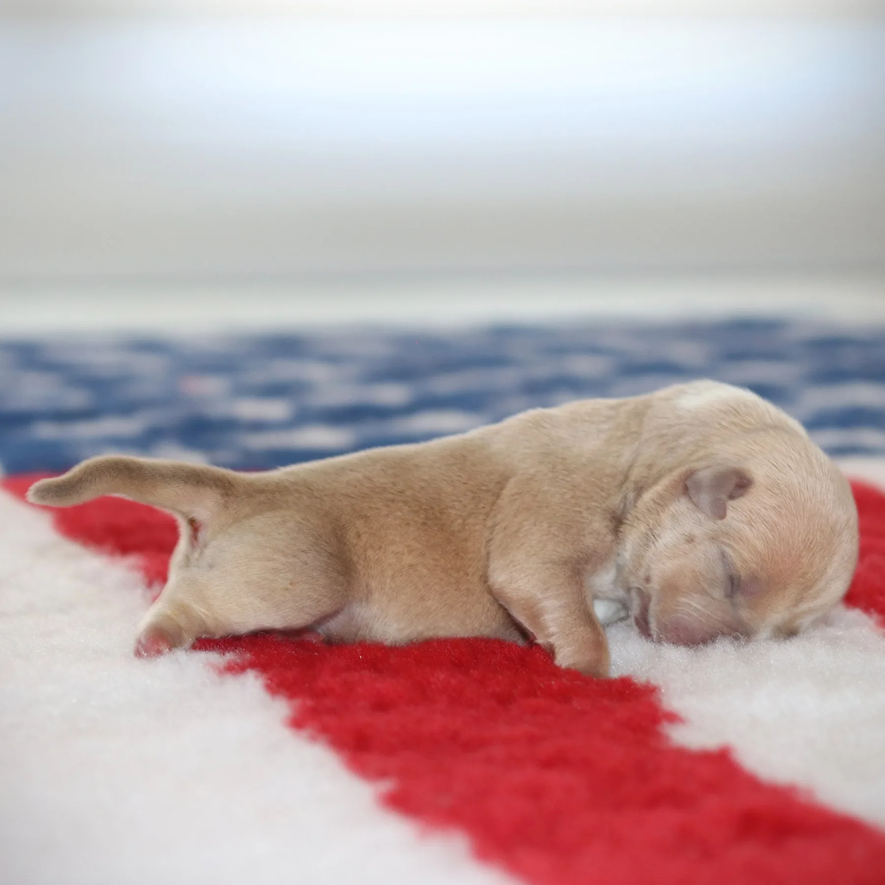 Magnifique DUCHESSE, jeune femelle American Bully couleur champagne et blanc, avec une morphologie imposante, issue d’une lignée prestigieuse française