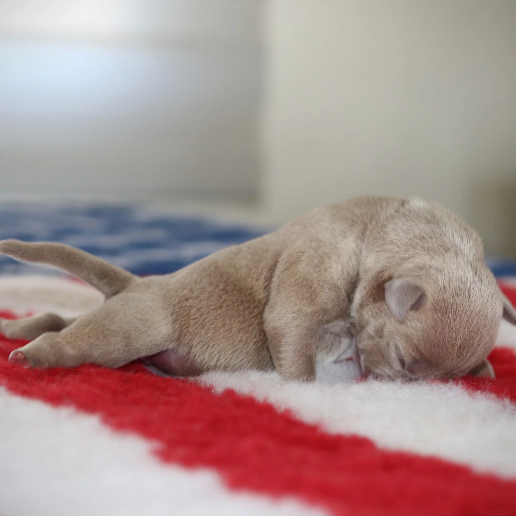 Jeune femelle American Bully OCTAVIA couleur champagne, remarquable par sa forte structure, son beau volume et son potentiel show, issue d’une sélection génétique de prestige