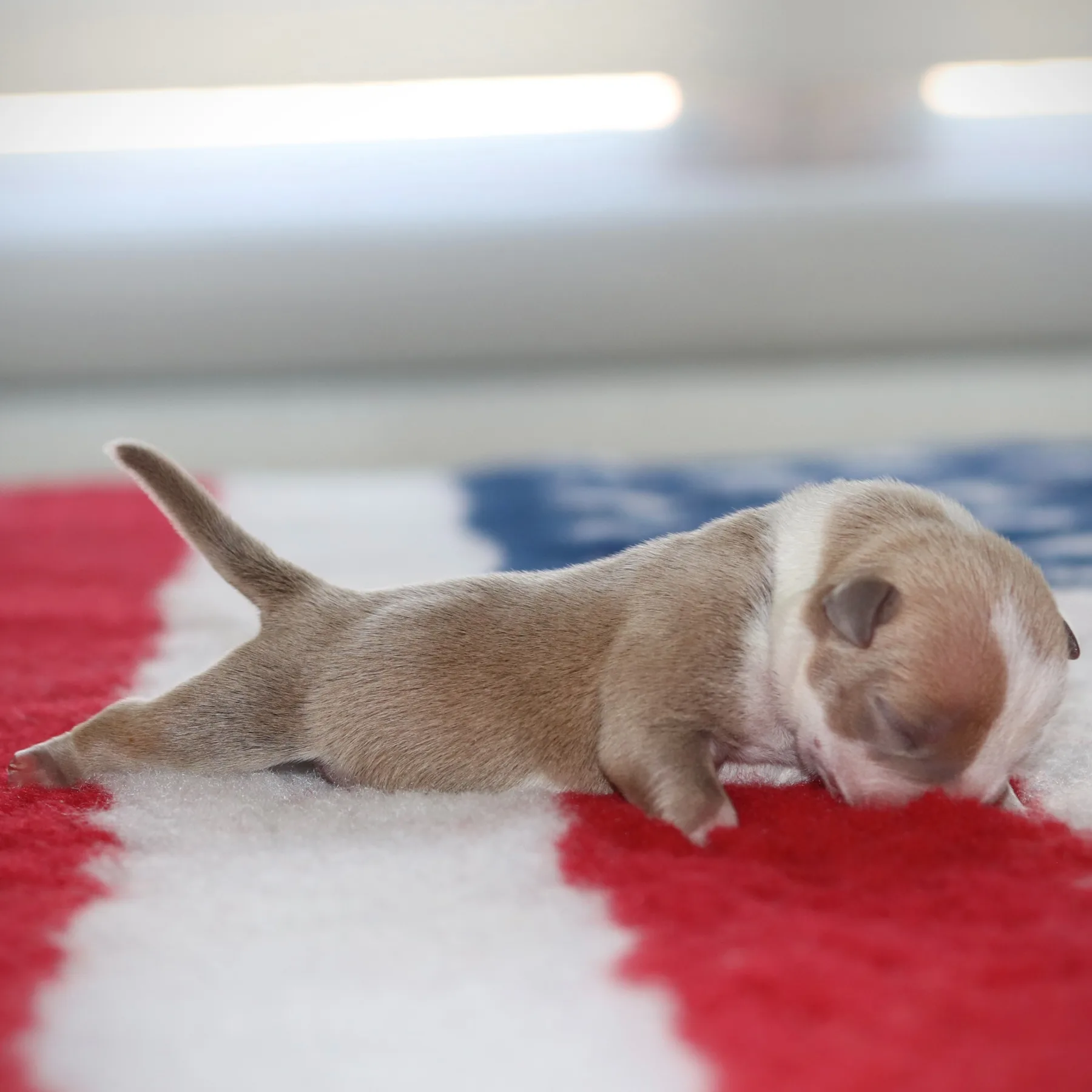 Chiot femelle American Bully IMPÉRATRICE couleur champagne, tête bicolore champagne et blanche, belle morphologie et lignée de prestige, disponible en France