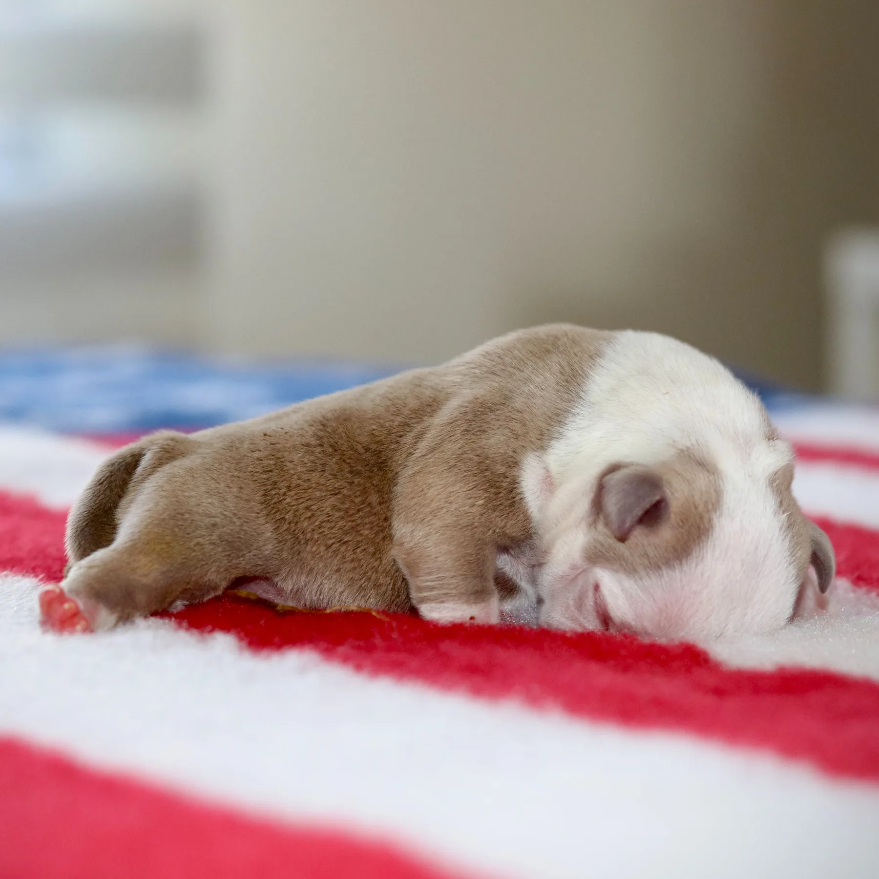 Chiot femelle American Bully NÉMÉSIS couleur champagne, remarquable par sa forte ossature et sa morphologie puissante, descendant de lignées de champions sélectionnées en France