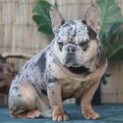 CHARLY