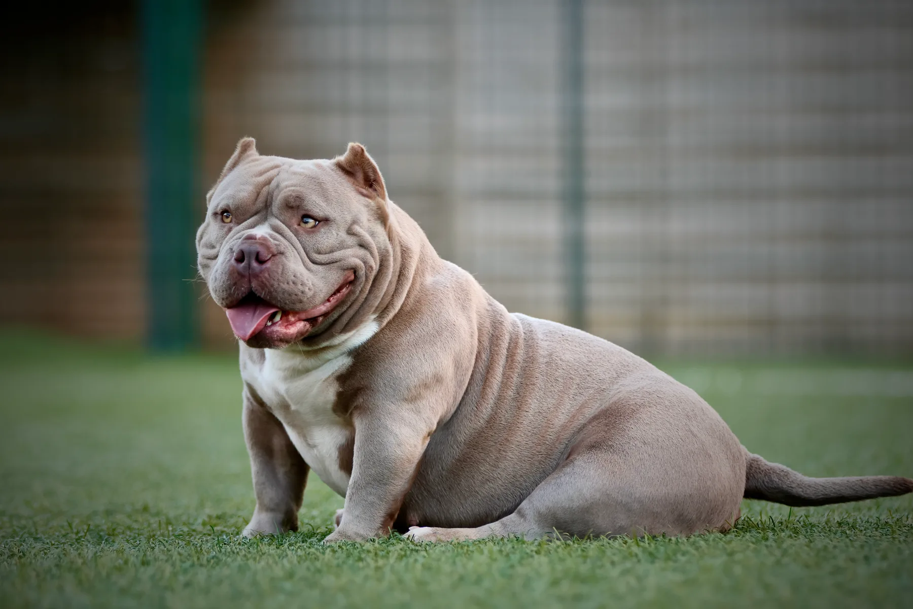 Magnifique femelle American Bully lilac porteuse de la couleur tri lilac avec une belle tête et une posture naturelle issue des meilleur lignée de champion en France.